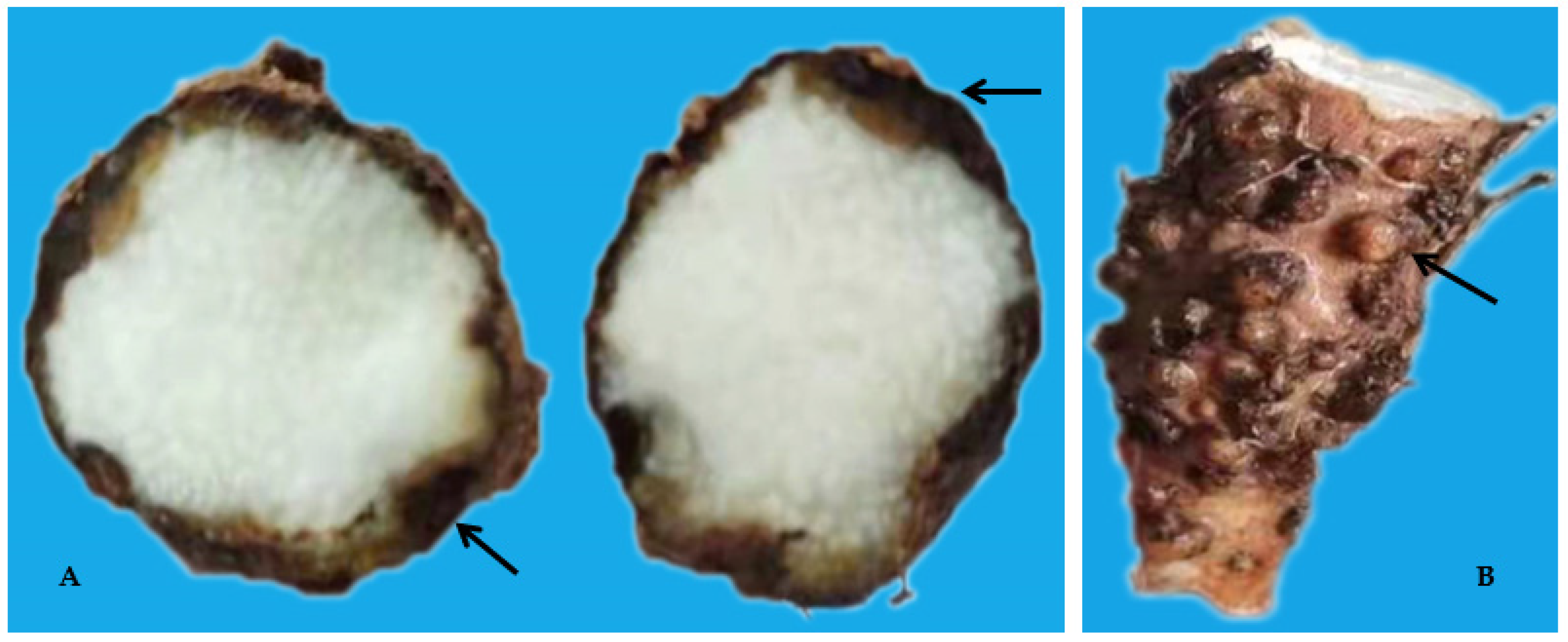 Biology 10 01299 g003