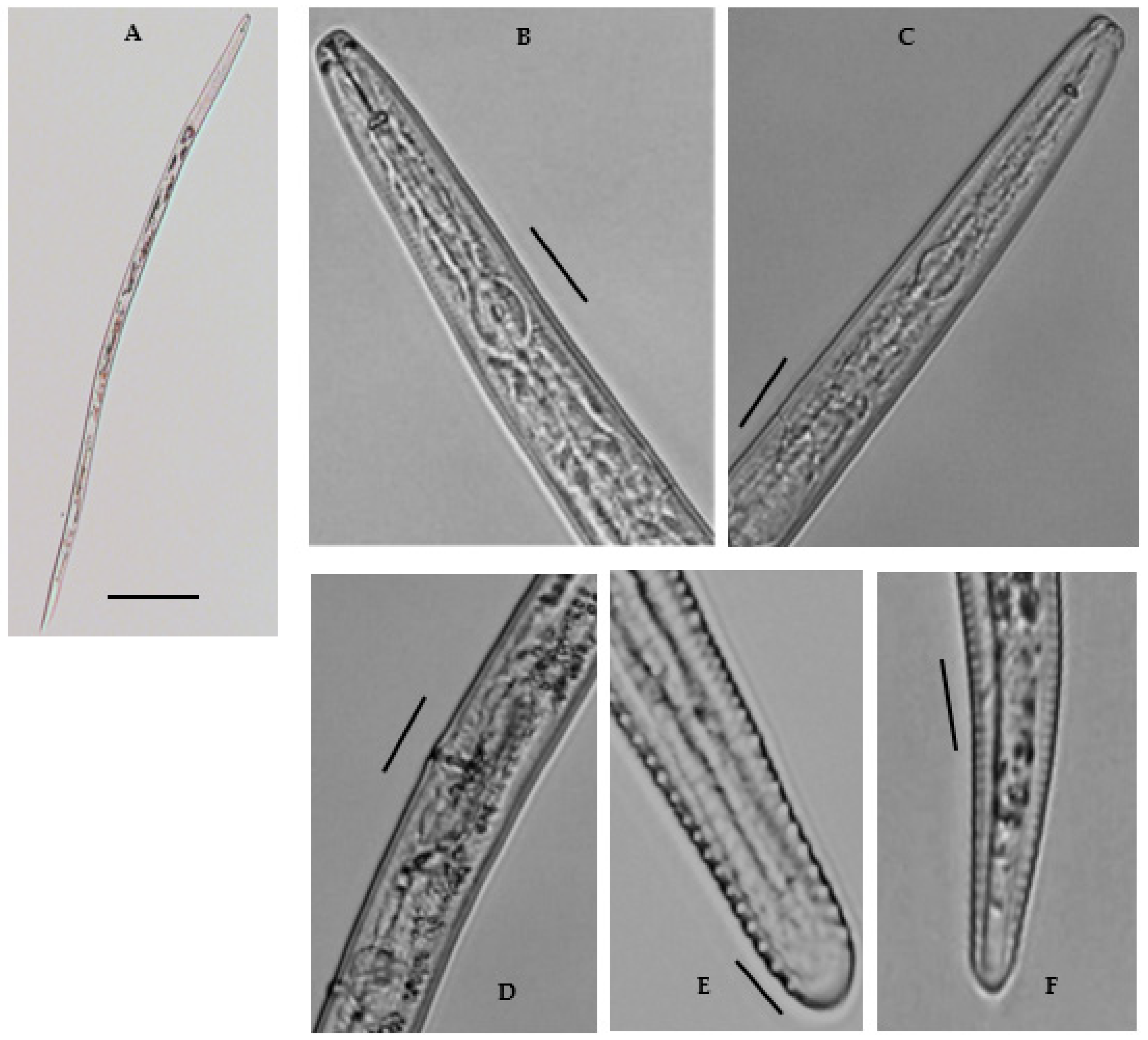 Biology 10 01299 g004