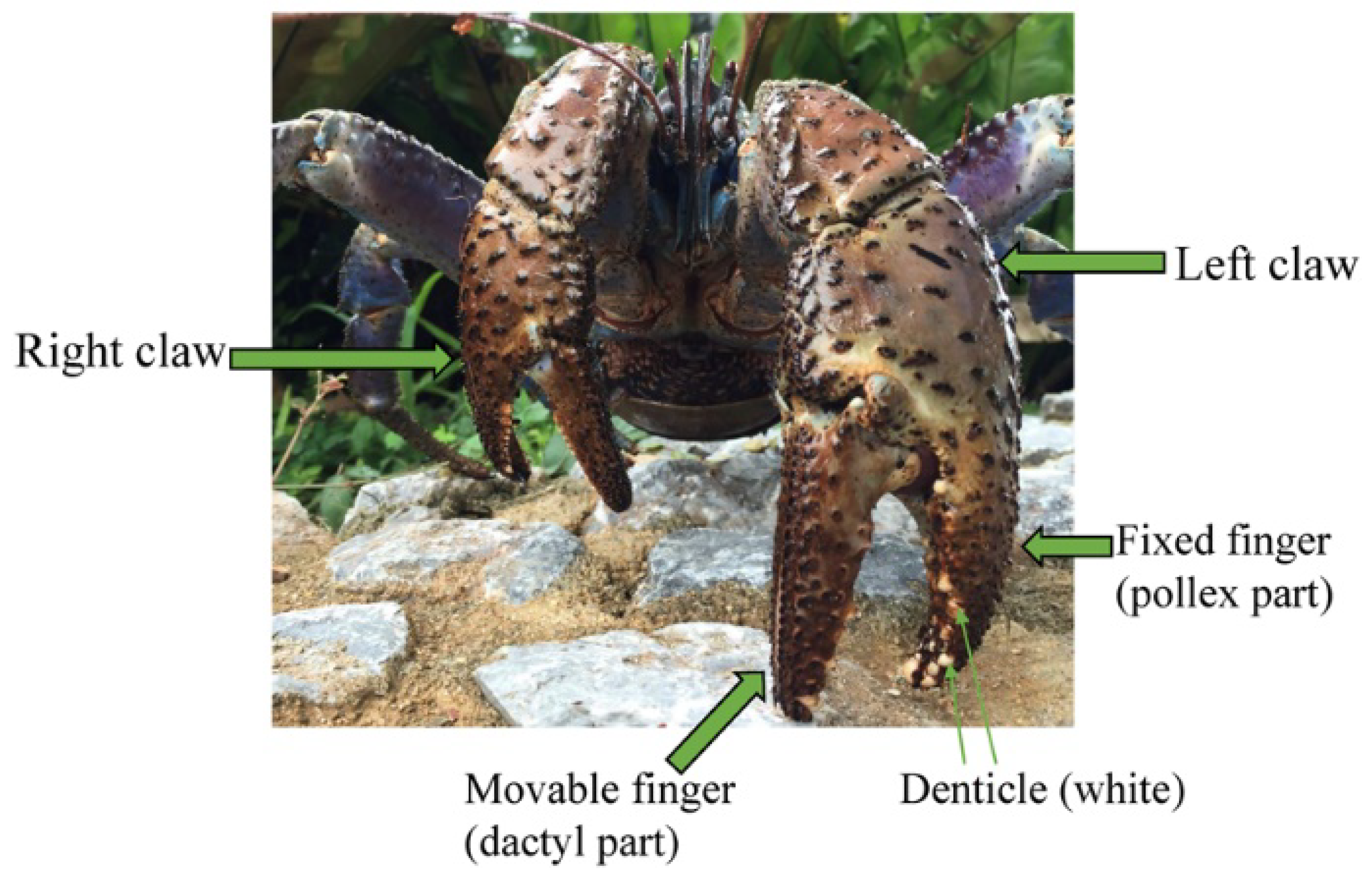 Biology 10 01304 g001 Biology 10 01304 g001