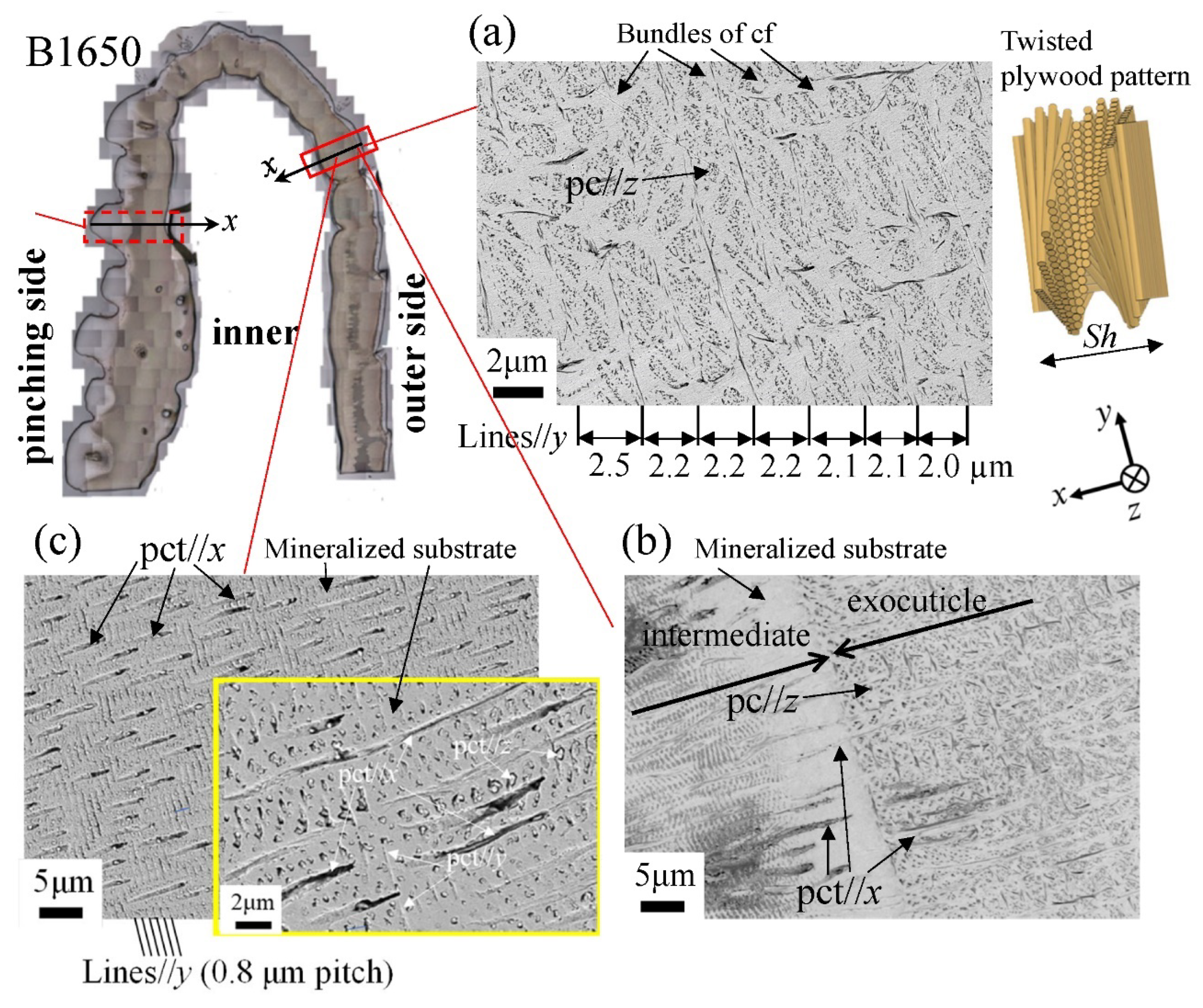 Biology 10 01304 g012 Biology 10 01304 g012