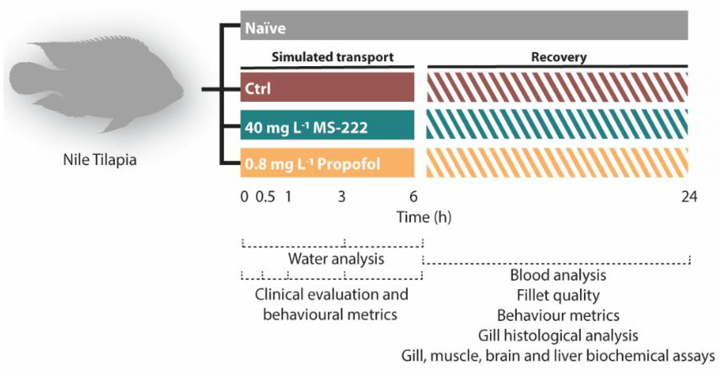 Biology 10 01309 g001 Biology 10 01309 g001