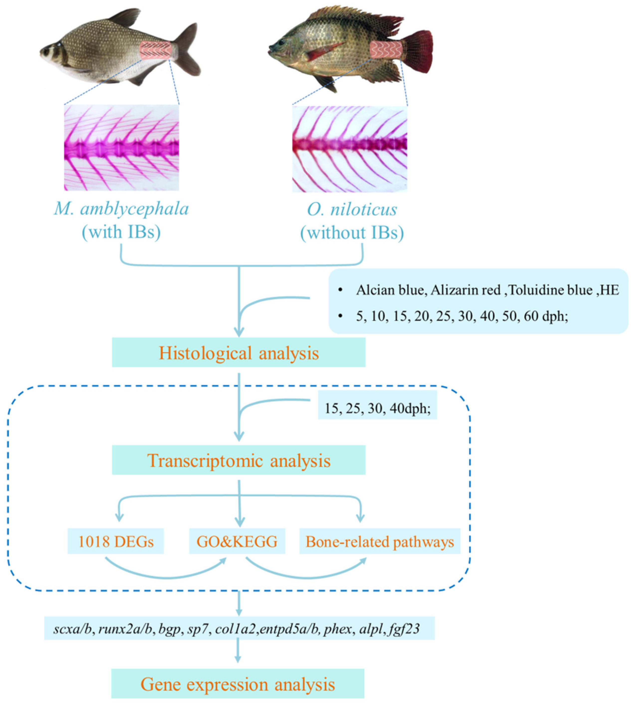 Biology 10 01311 g001