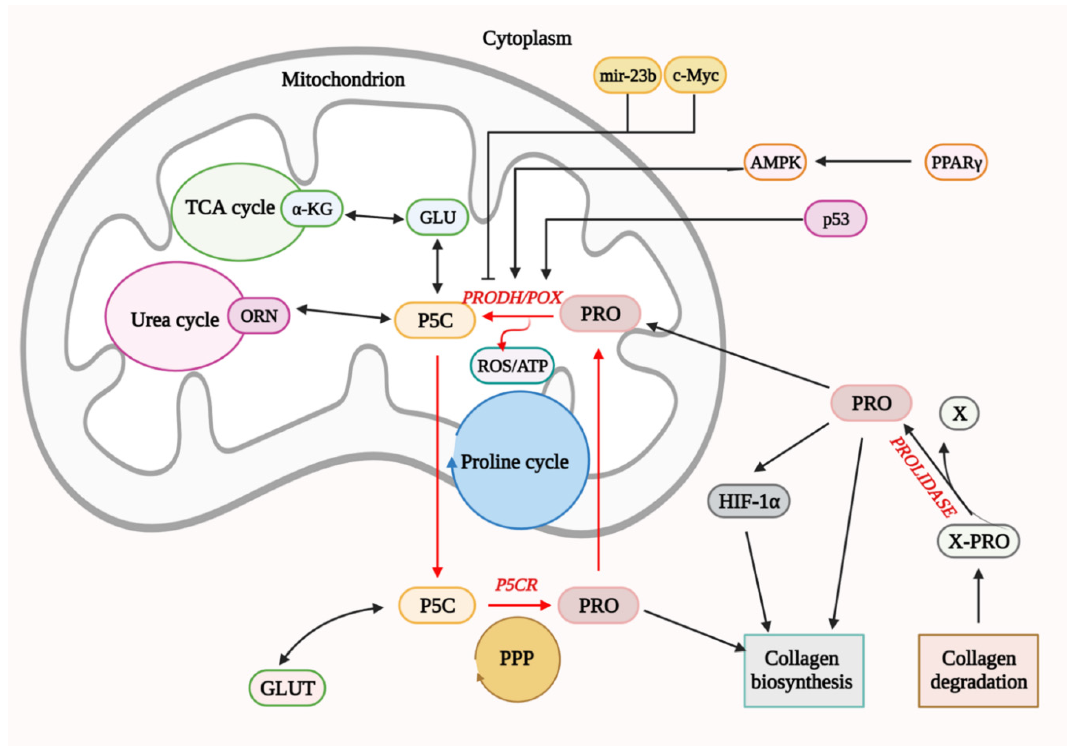 Biology 10 01314 g004 Biology 10 01314 g004
