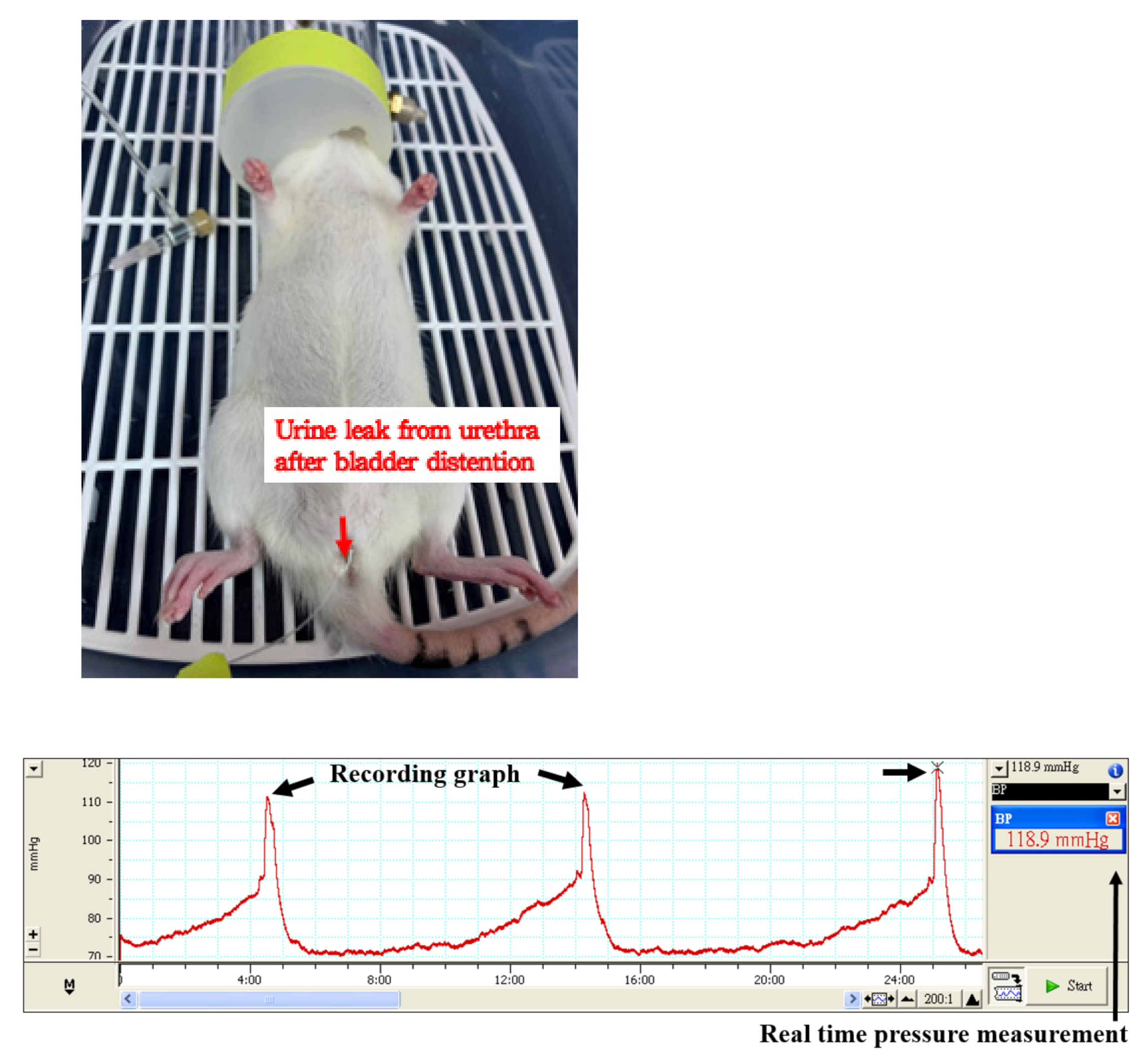 Biology Free FullText Review of Animal Models to Study Urinary