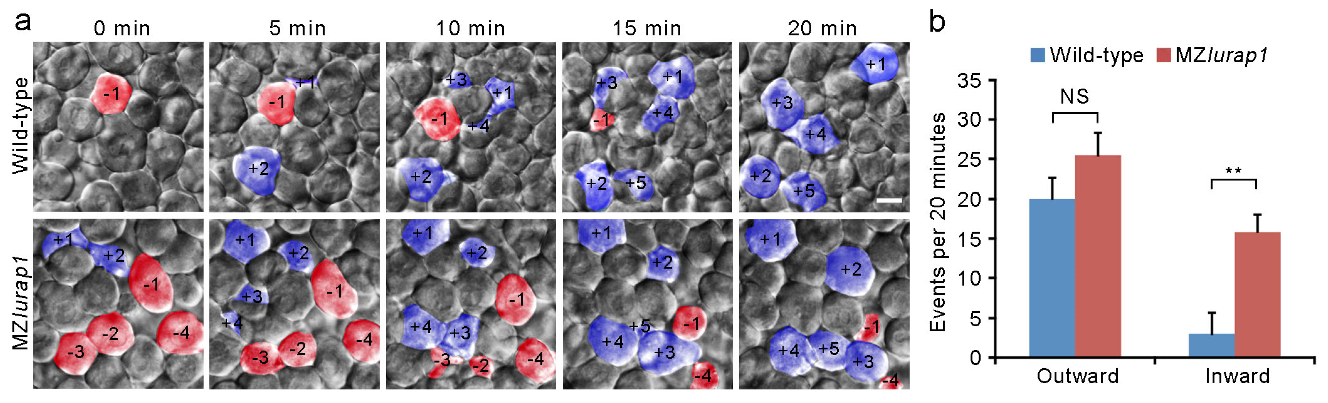 Biology 10 01337 g004 Biology 10 01337 g004