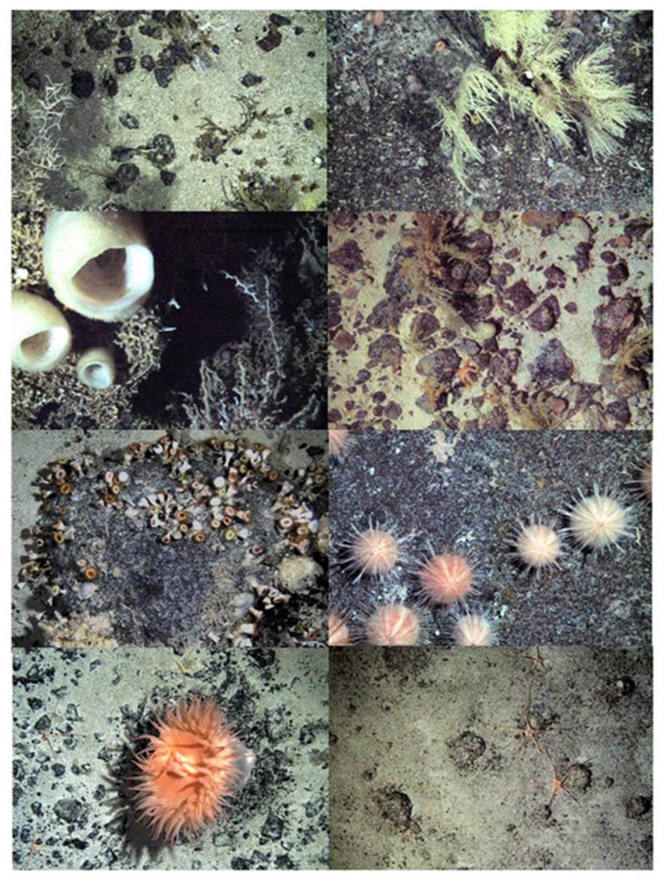 Biology 10 01339 g003