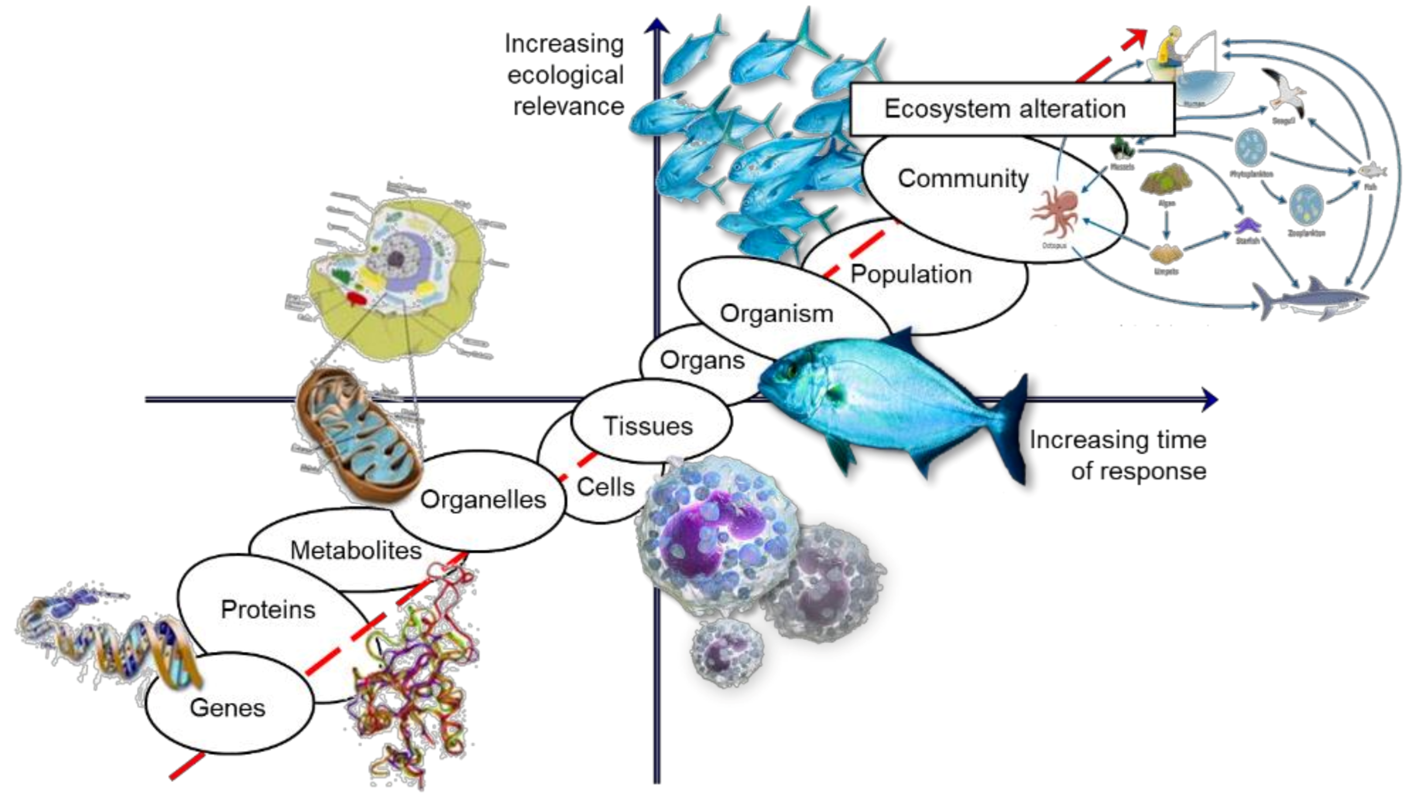 Biology 10 01340 g001