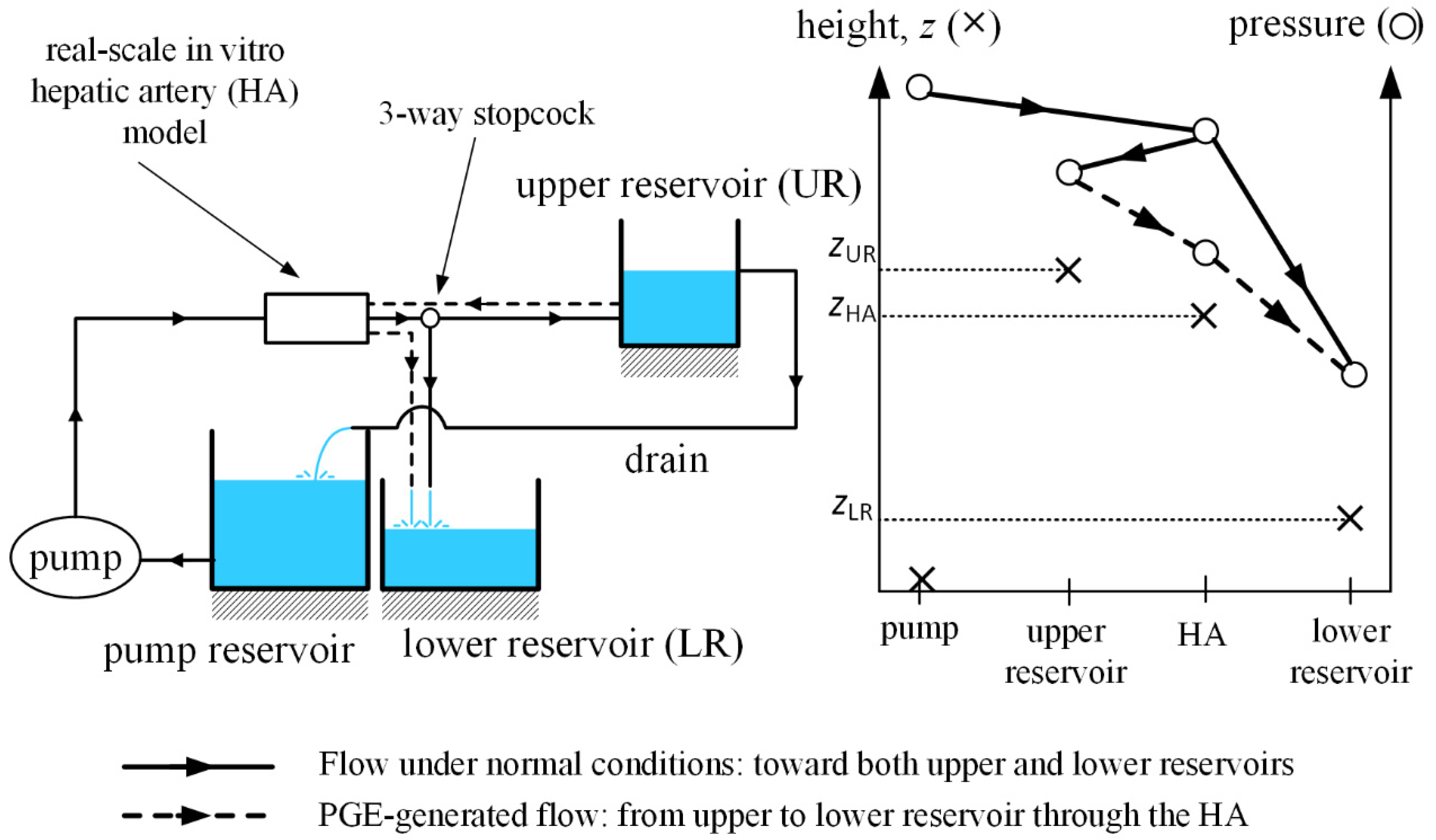 Biology 10 01341 g002