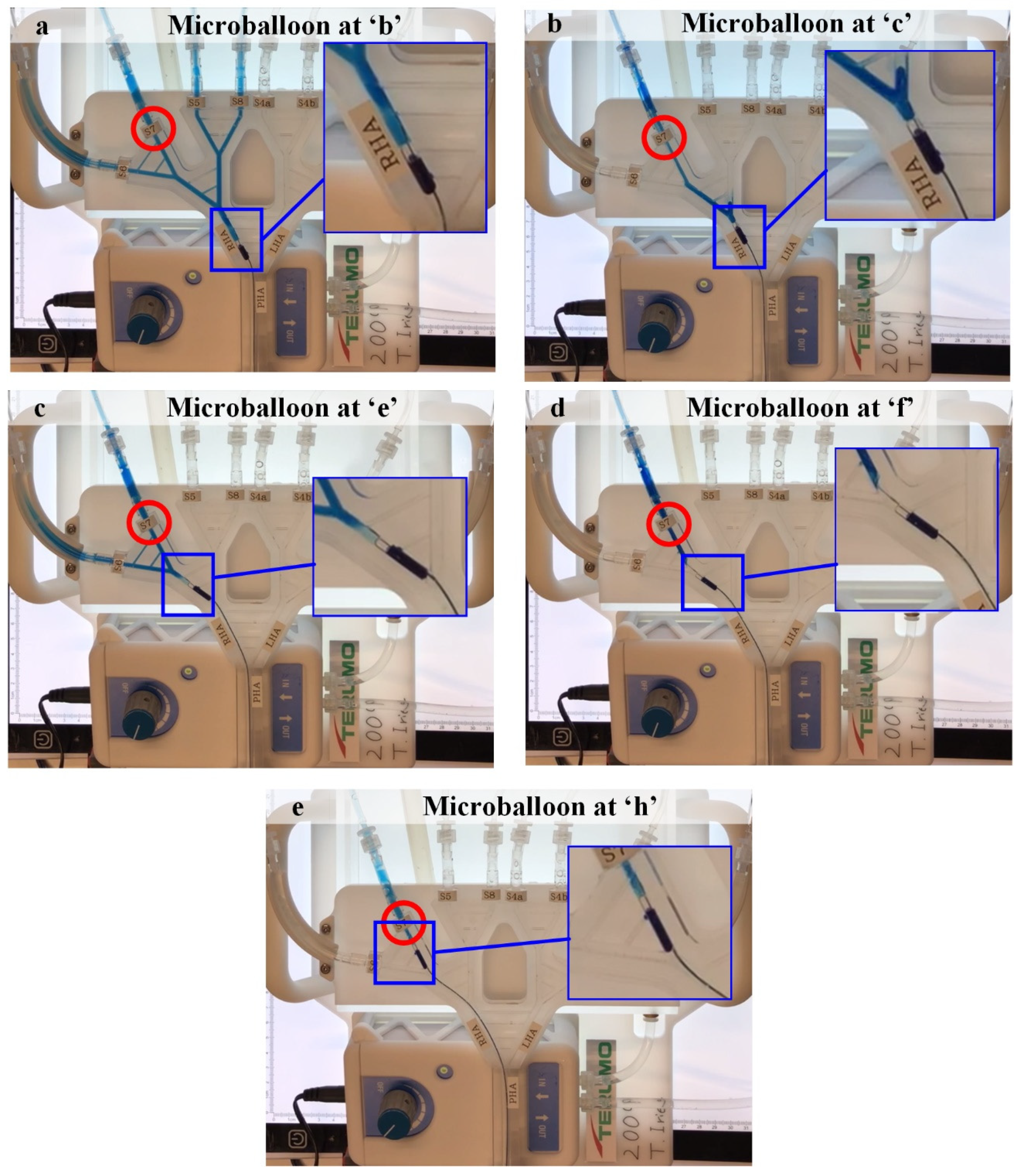 Biology 10 01341 g011