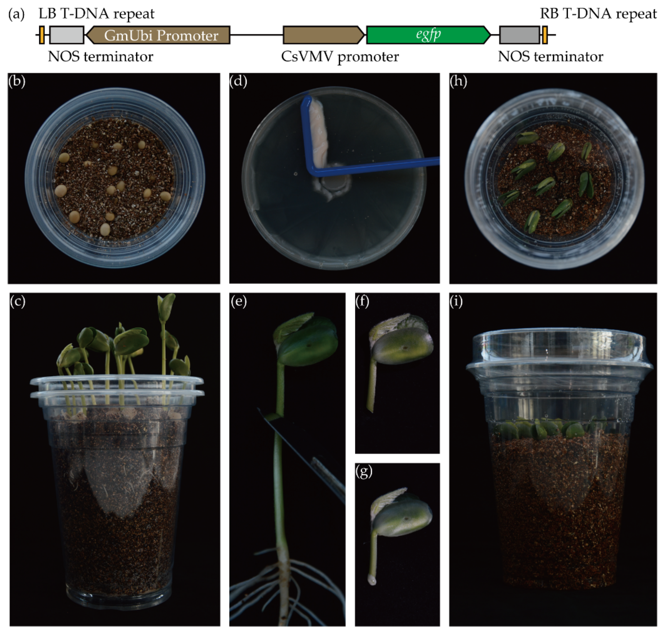 Biology 10 01353 g001