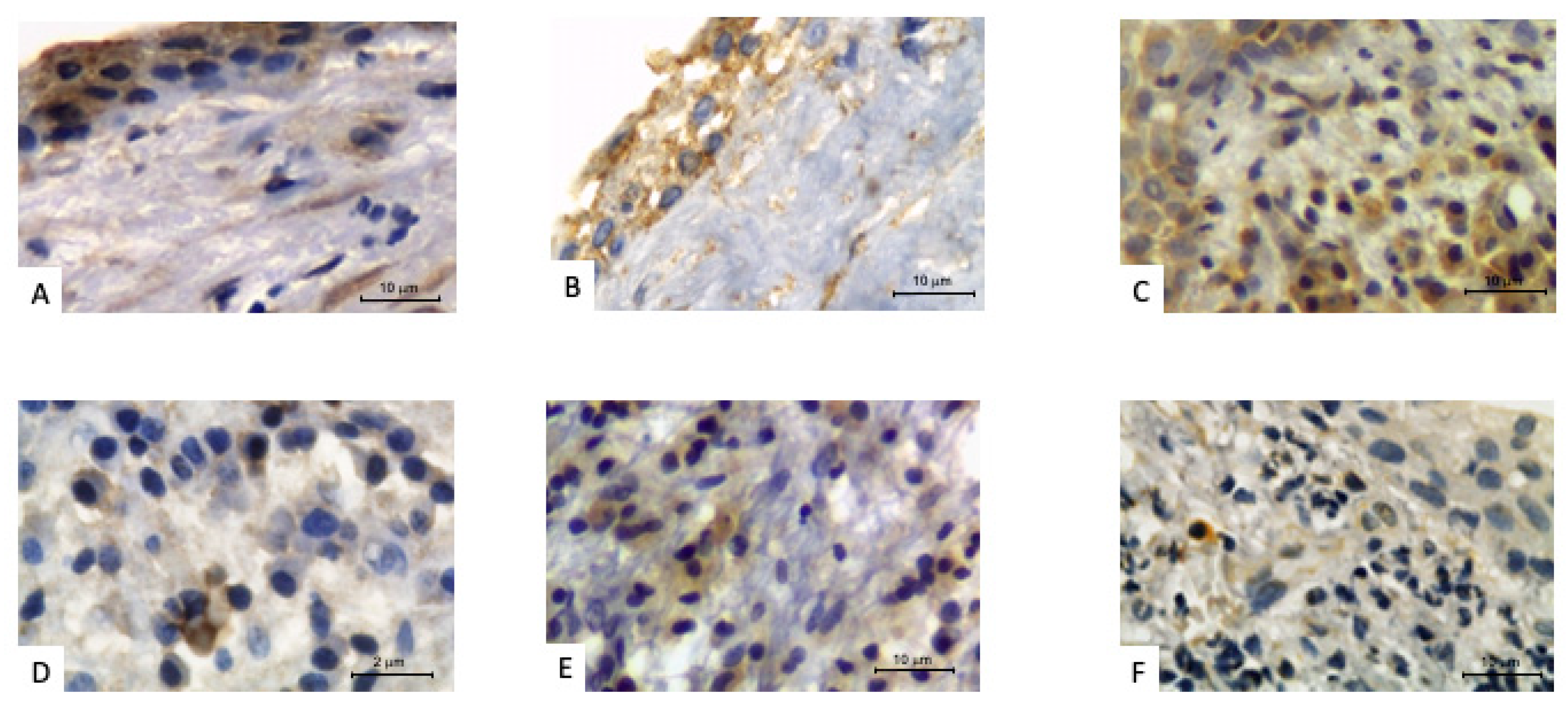 Biology 11 00014 g002