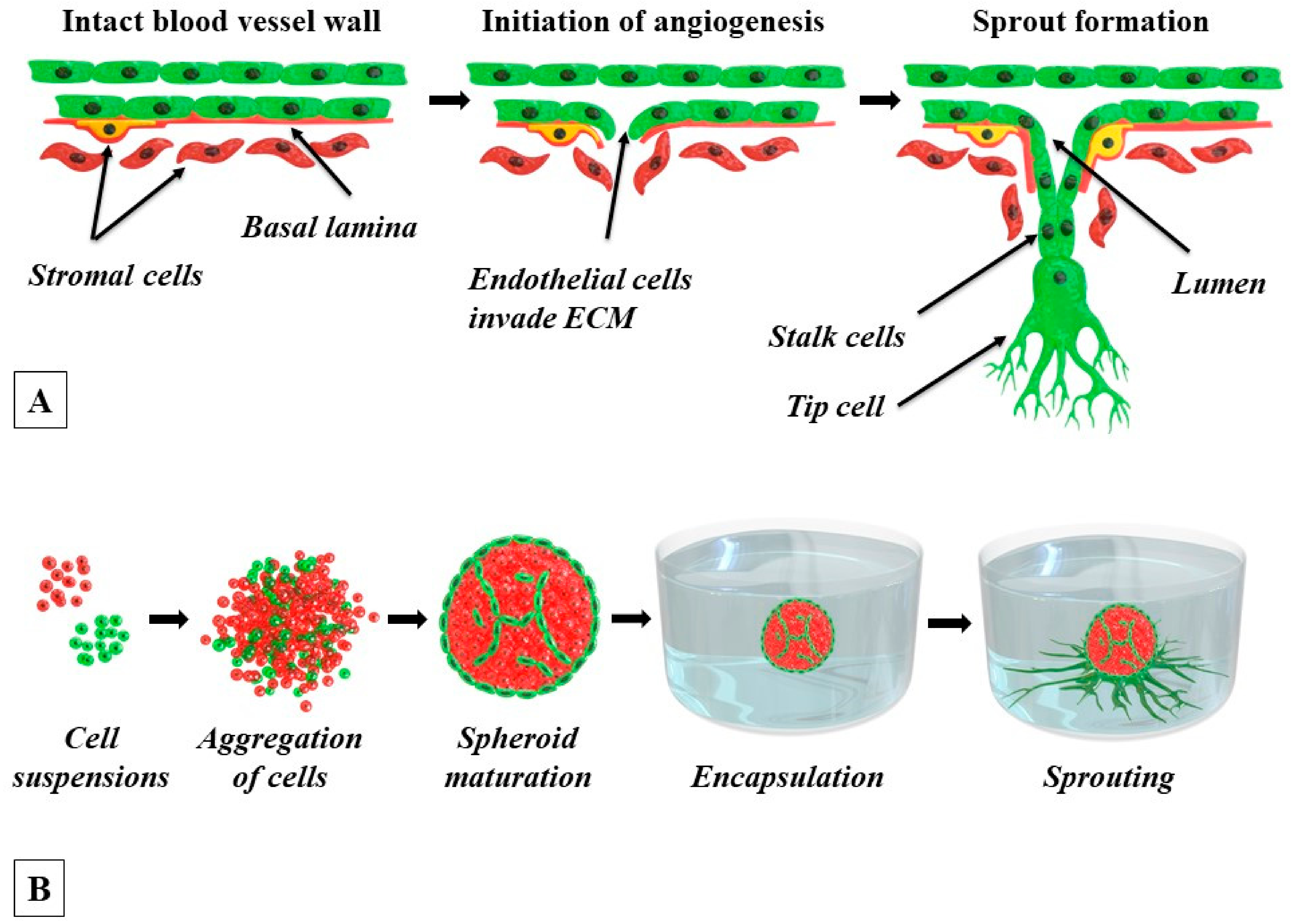 Biology 11 00018 g001 550