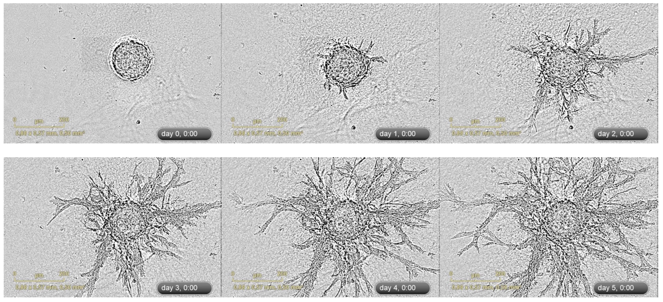 Biology 11 00018 g003 550
