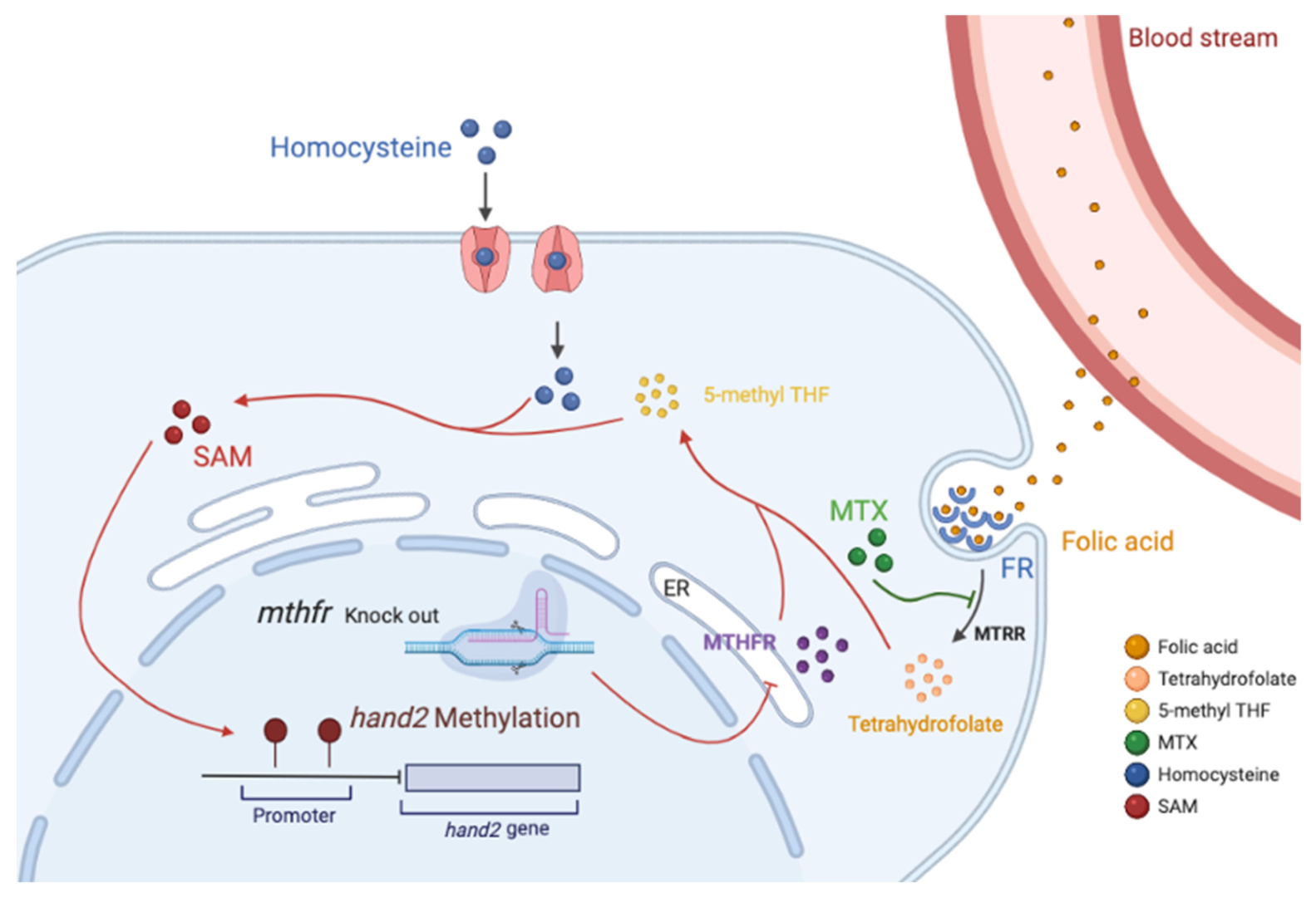 Biology 11 00028 g007 550