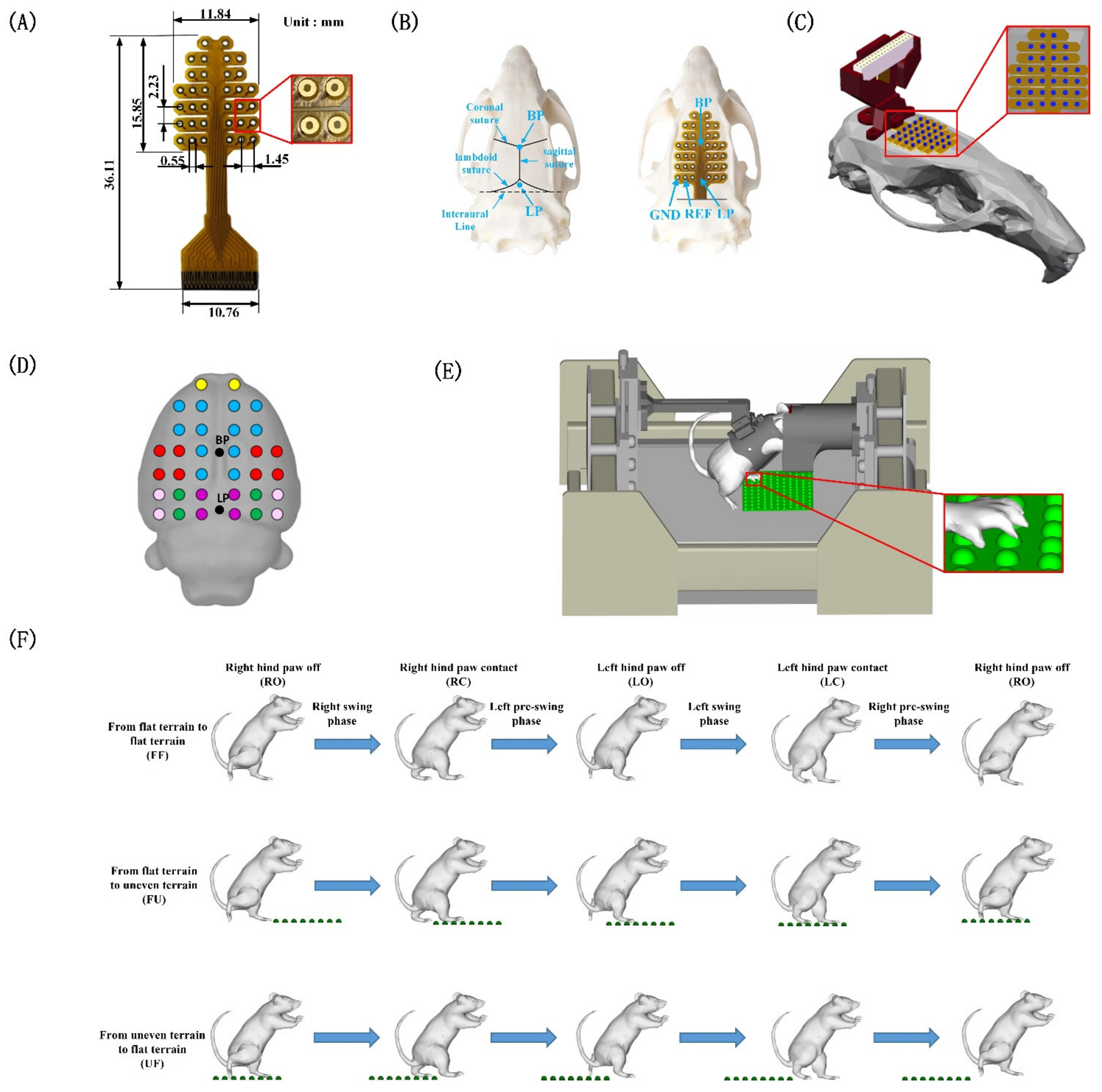 Biology 11 00036 g001 Biology 11 00036 g001