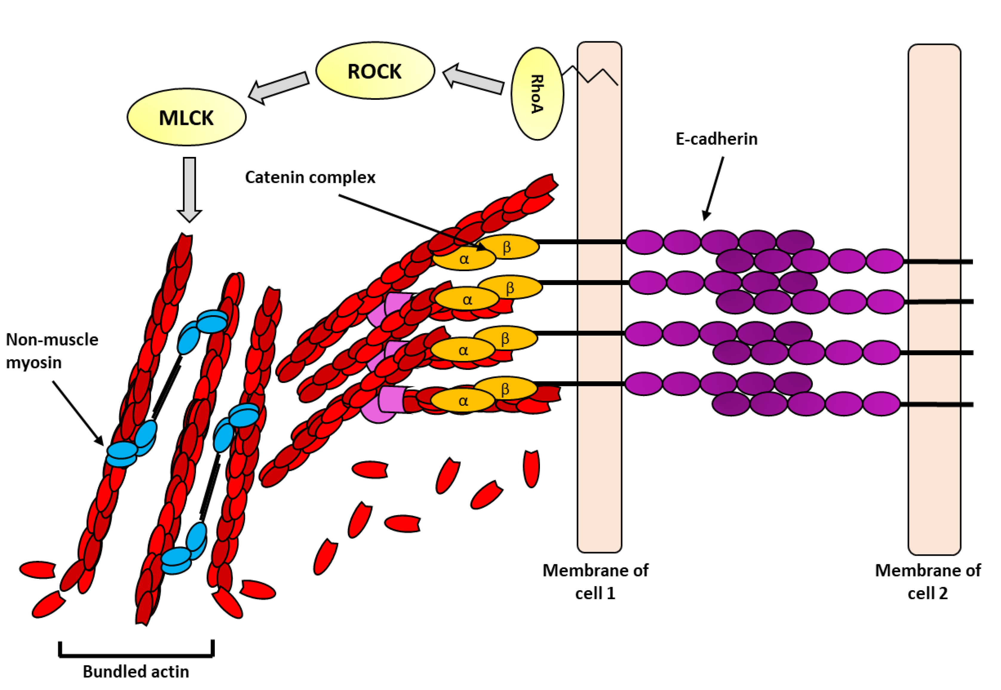 The Cytoskeleton Quizlet - dgyp5n6