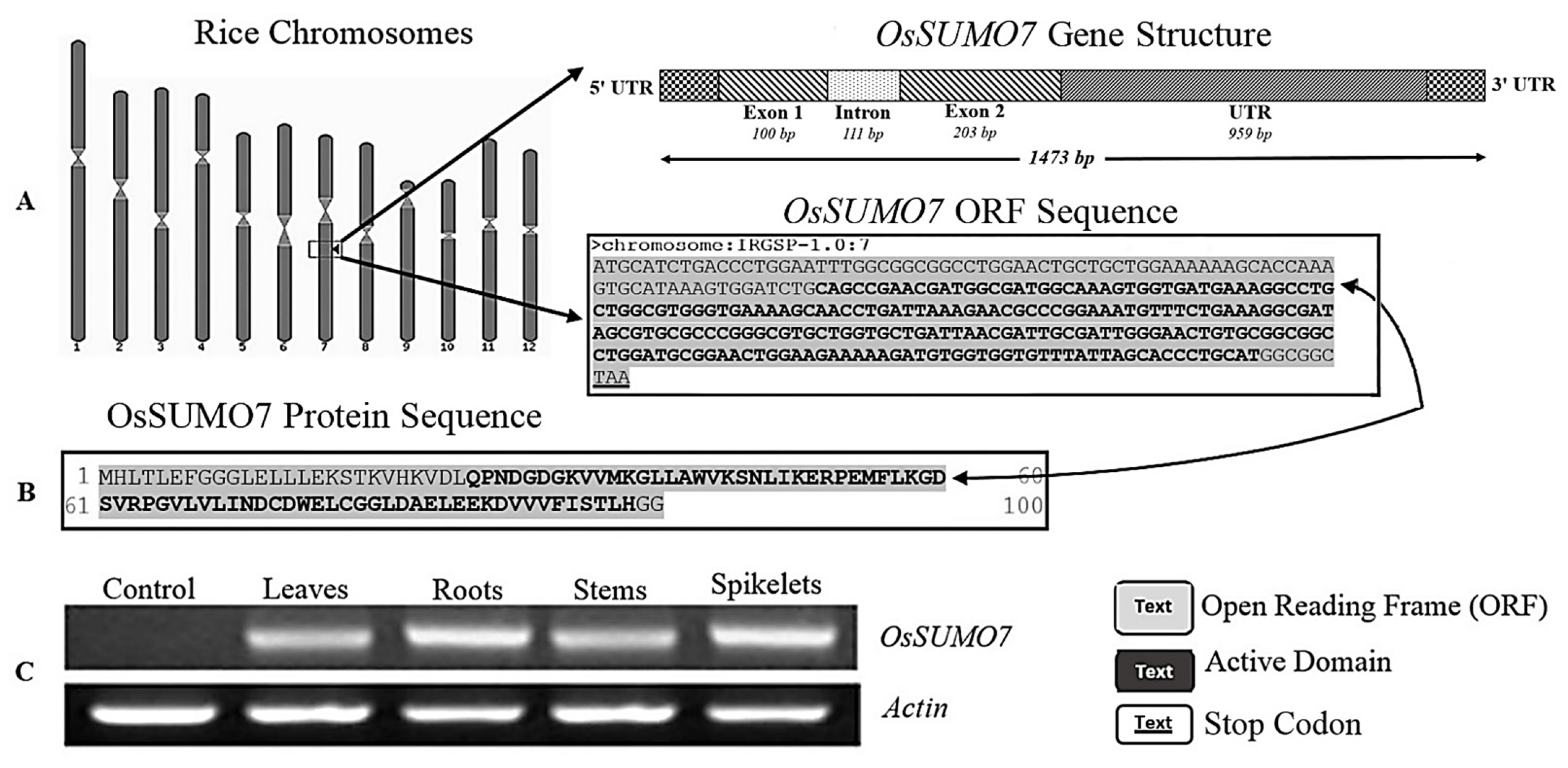 Biology 11 00053 g001