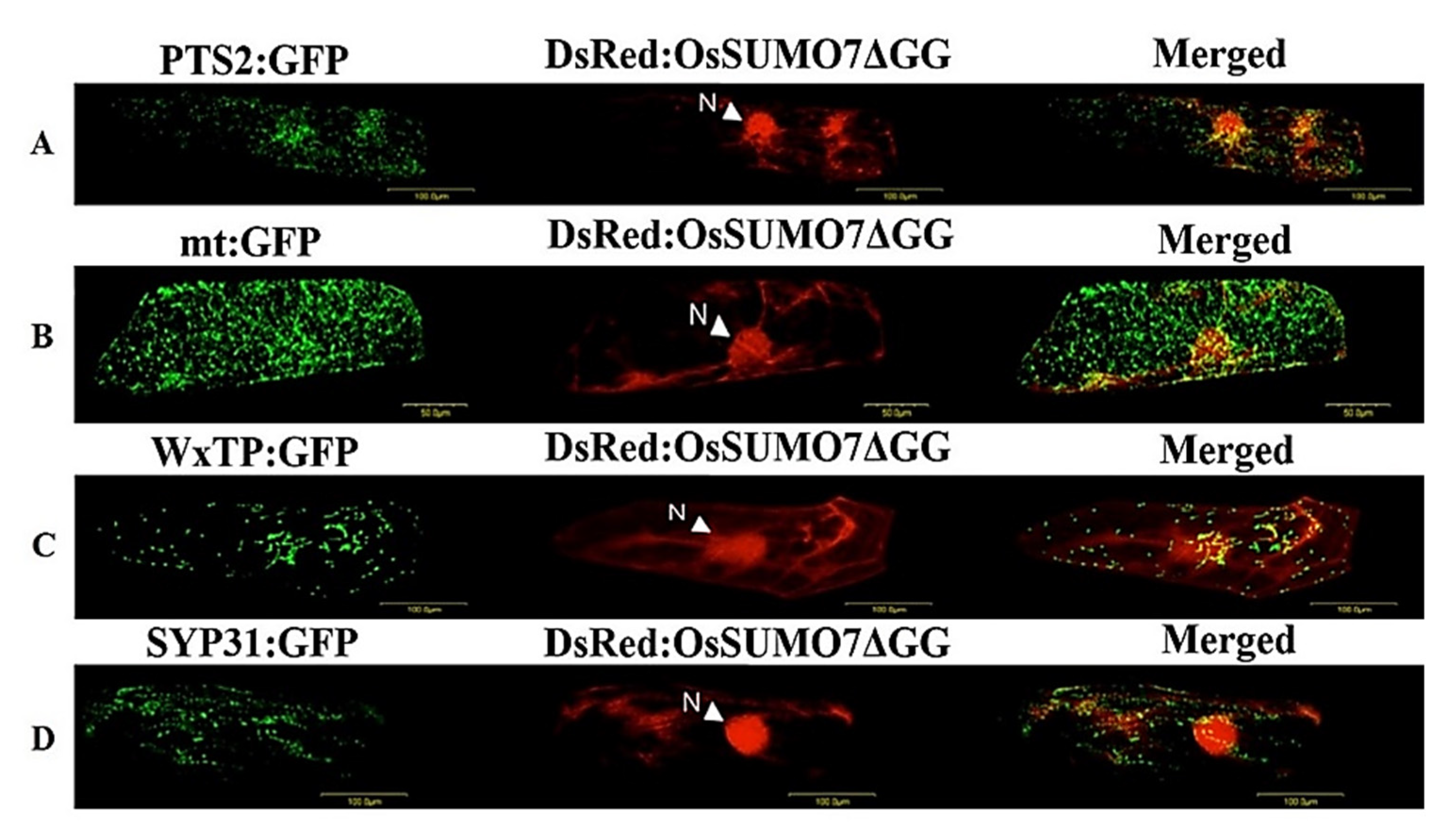 Biology 11 00053 g007
