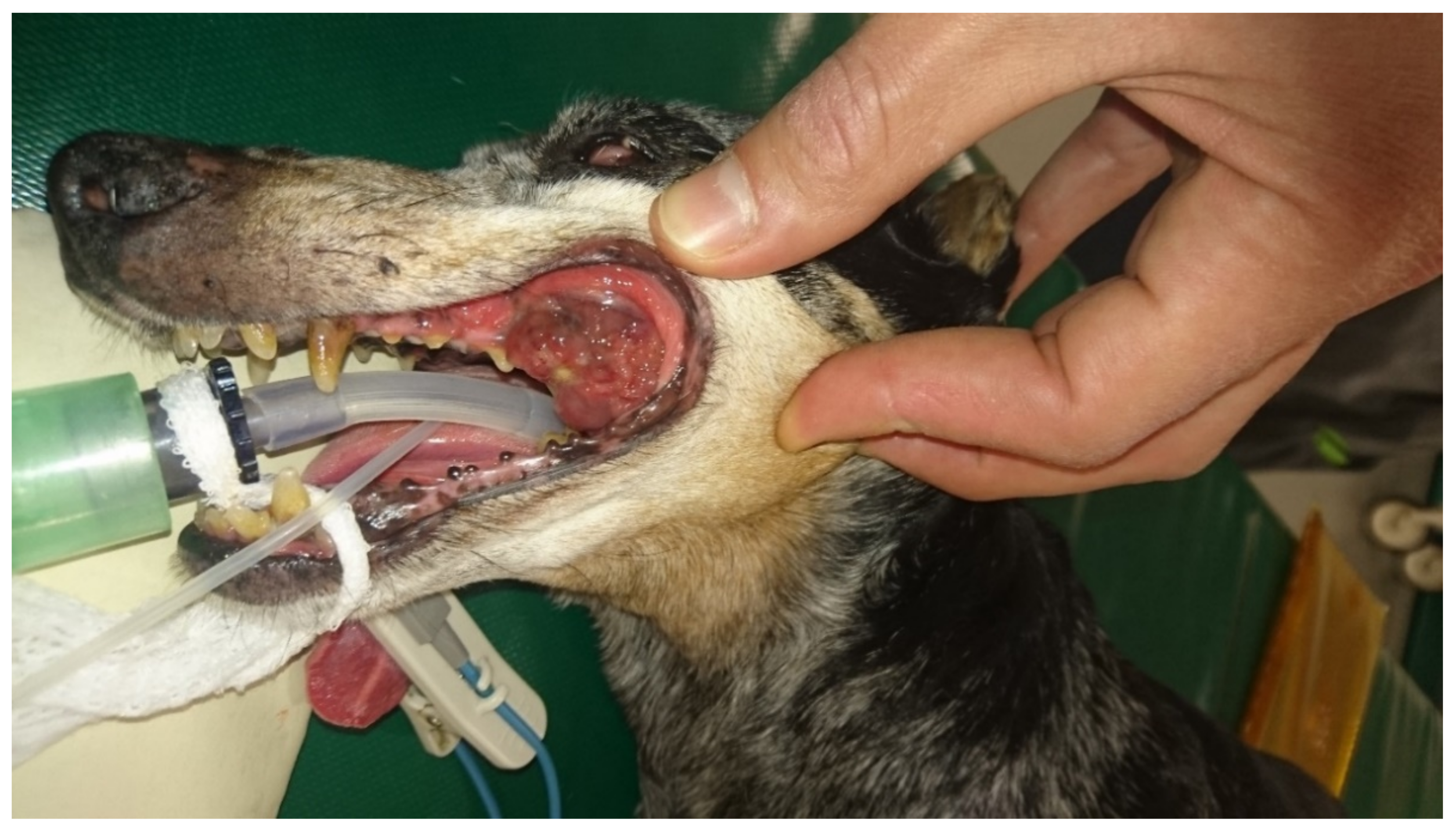 Biology | Free Full-Text | Companion Animal Model in Translational  Oncology; Feline Oral Squamous Cell Carcinoma and Canine Oral Melanoma