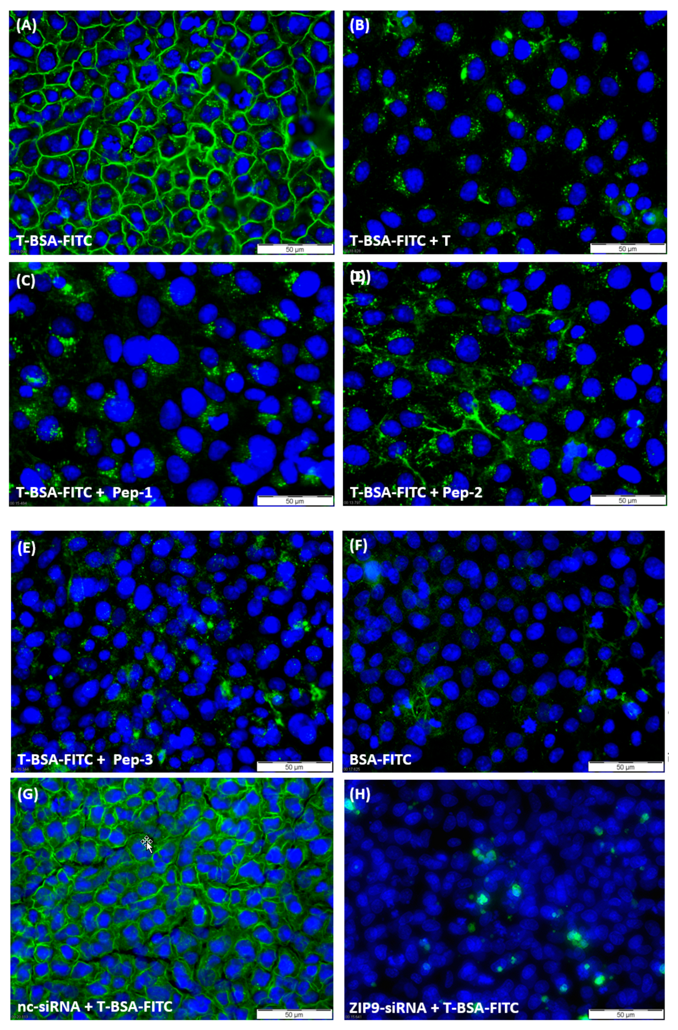 Biology 11 00055 g002