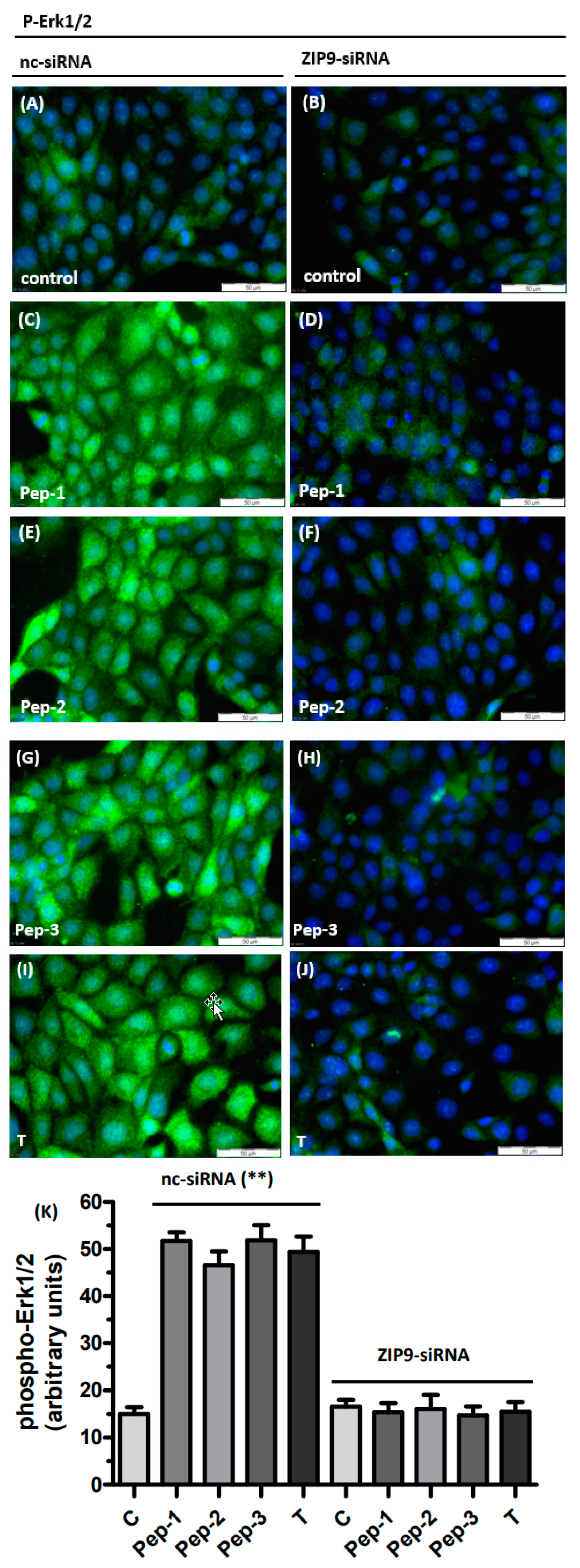 Biology 11 00055 g004
