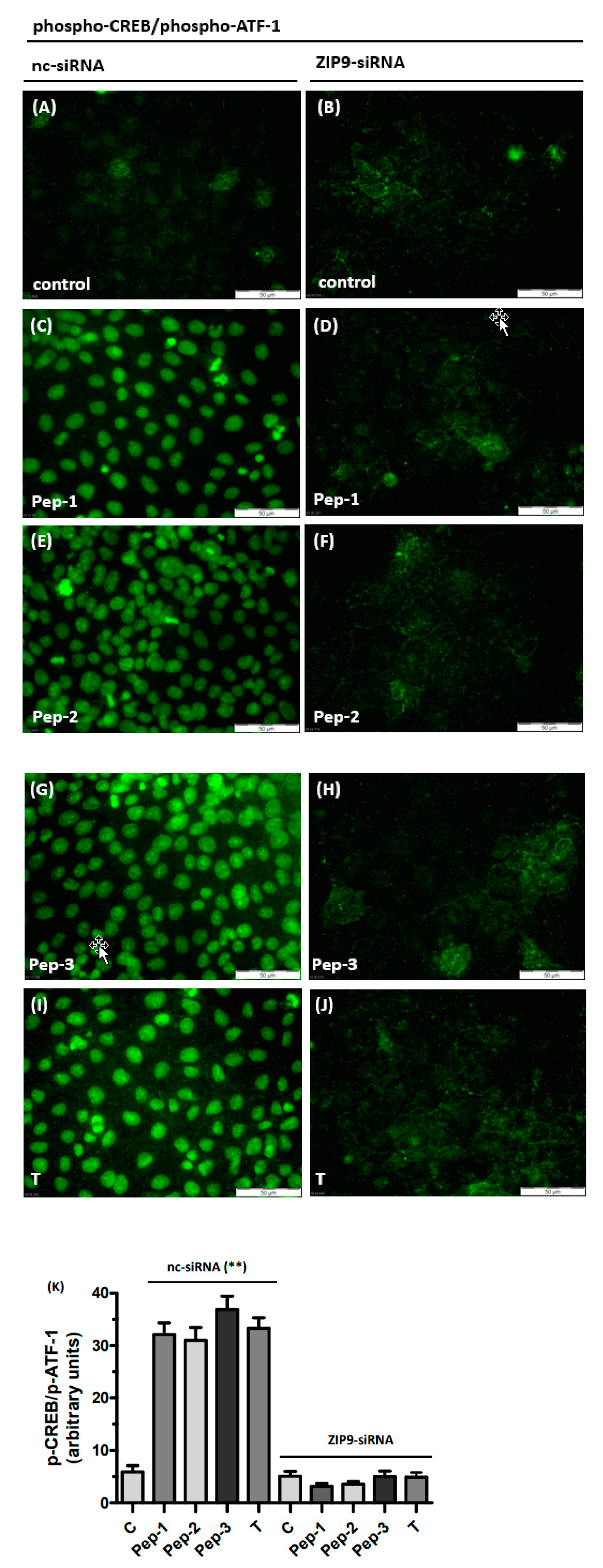 Biology 11 00055 g006