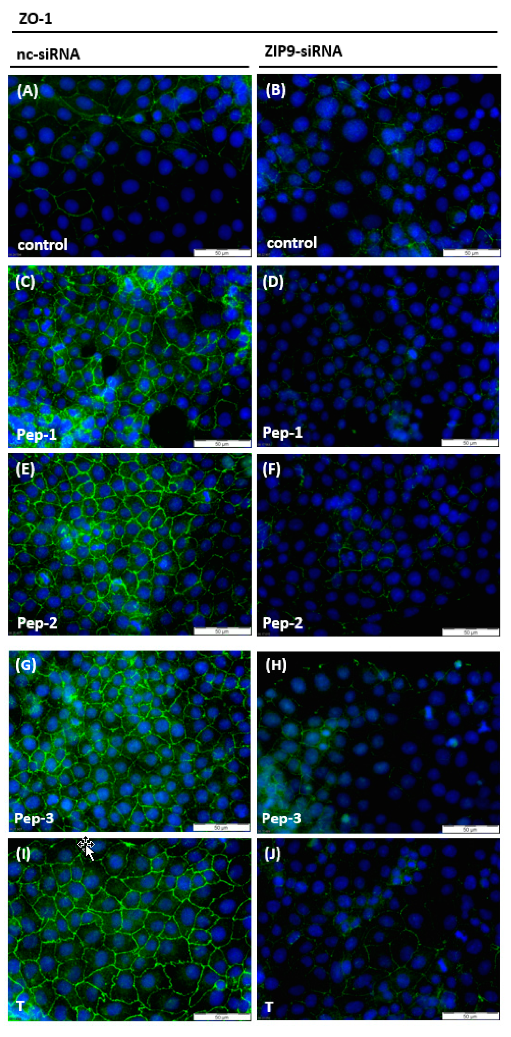 Biology 11 00055 g007