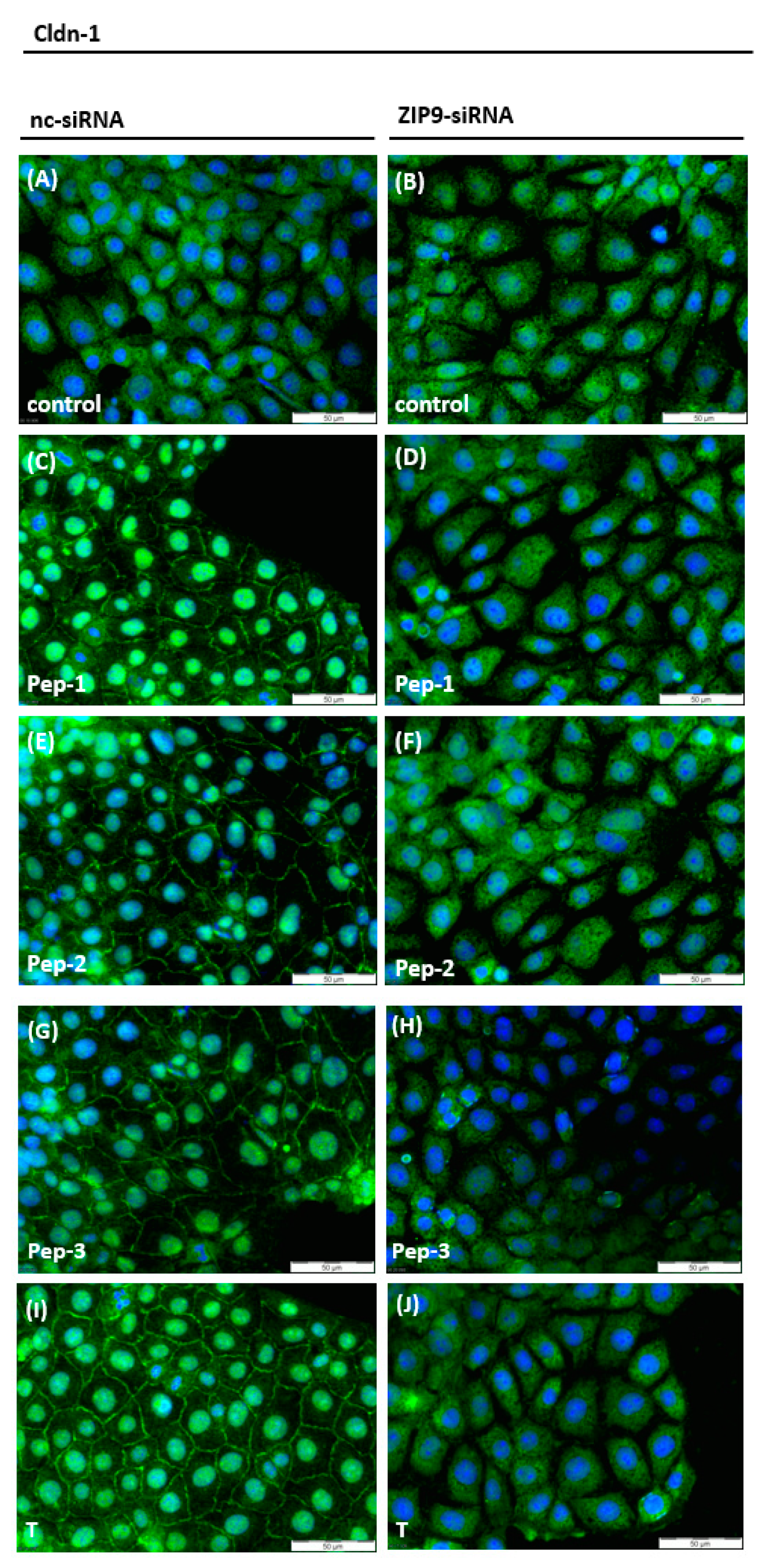 Biology 11 00055 g008