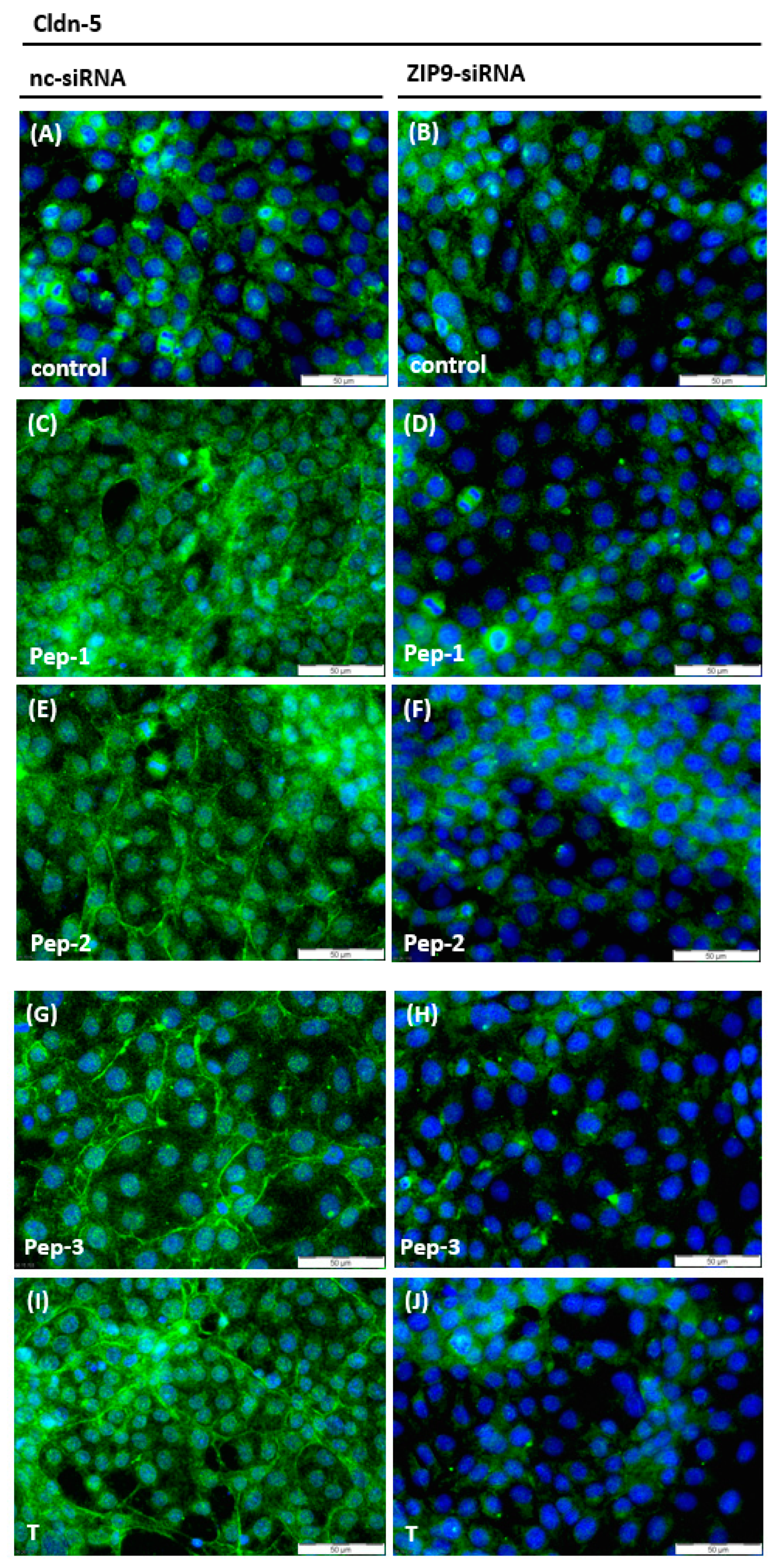 Biology 11 00055 g009