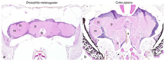 Immunohistochemical Characterization of the Nervous System