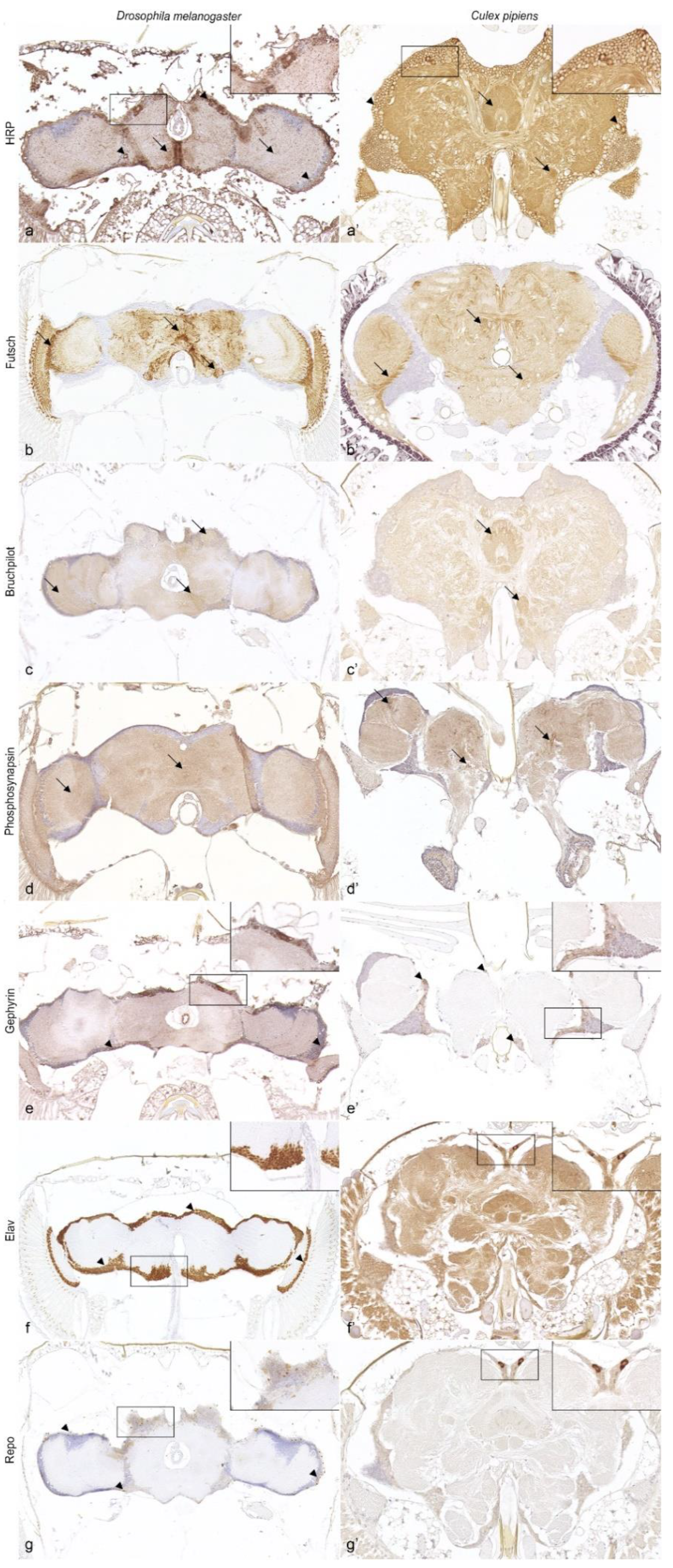Biology 11 00057 g002