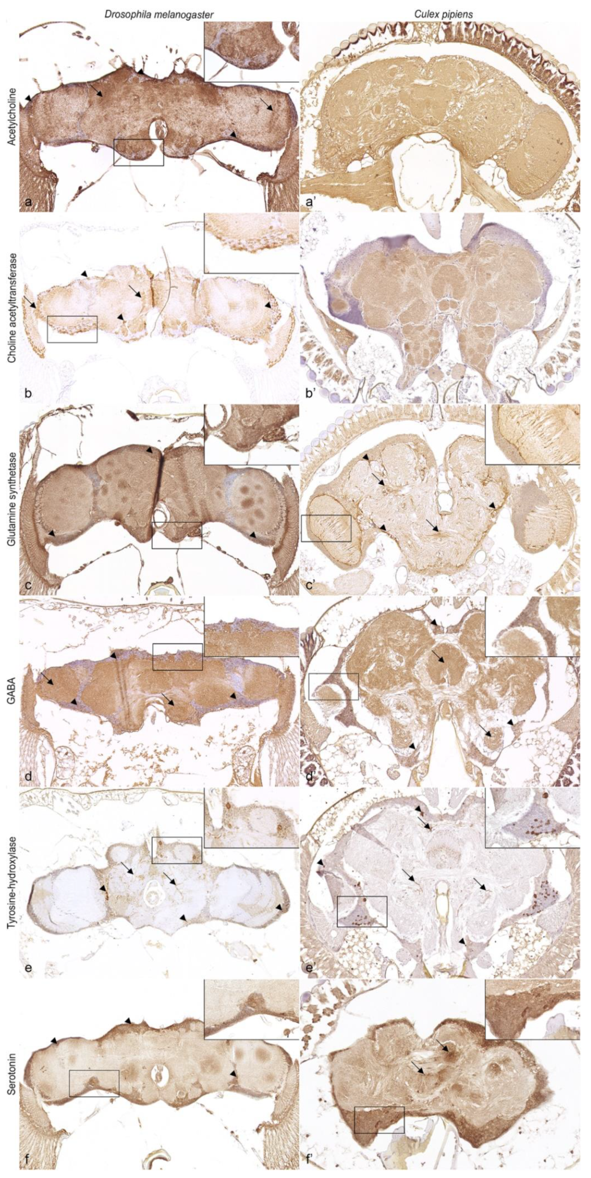 Insect Histology 洋書