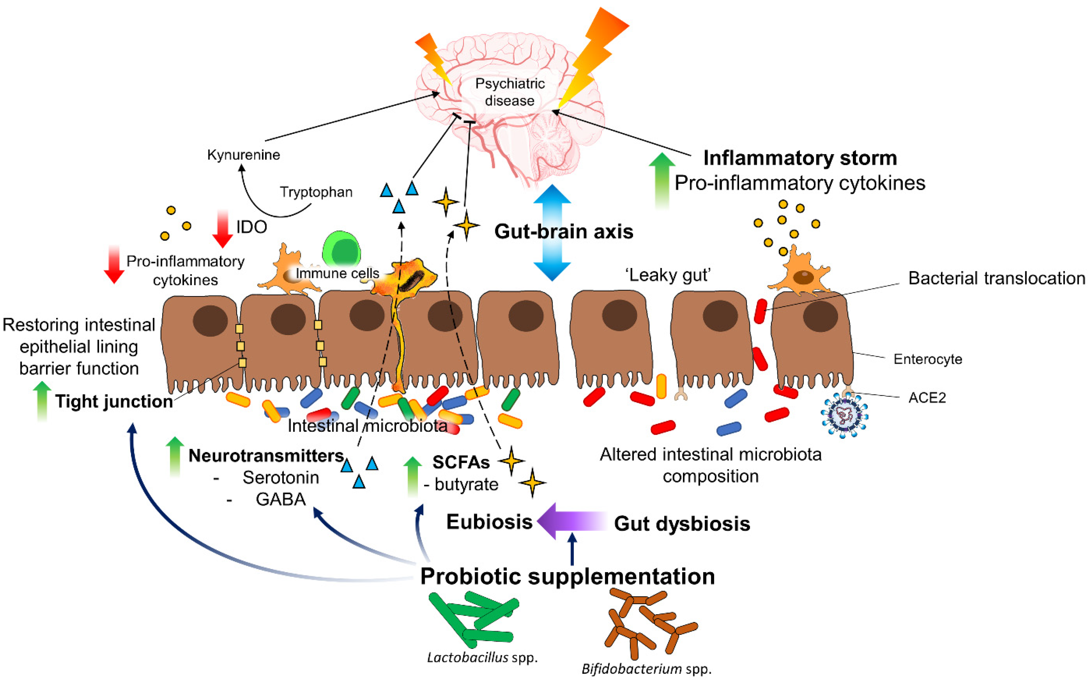 Biology 11 00061 g002