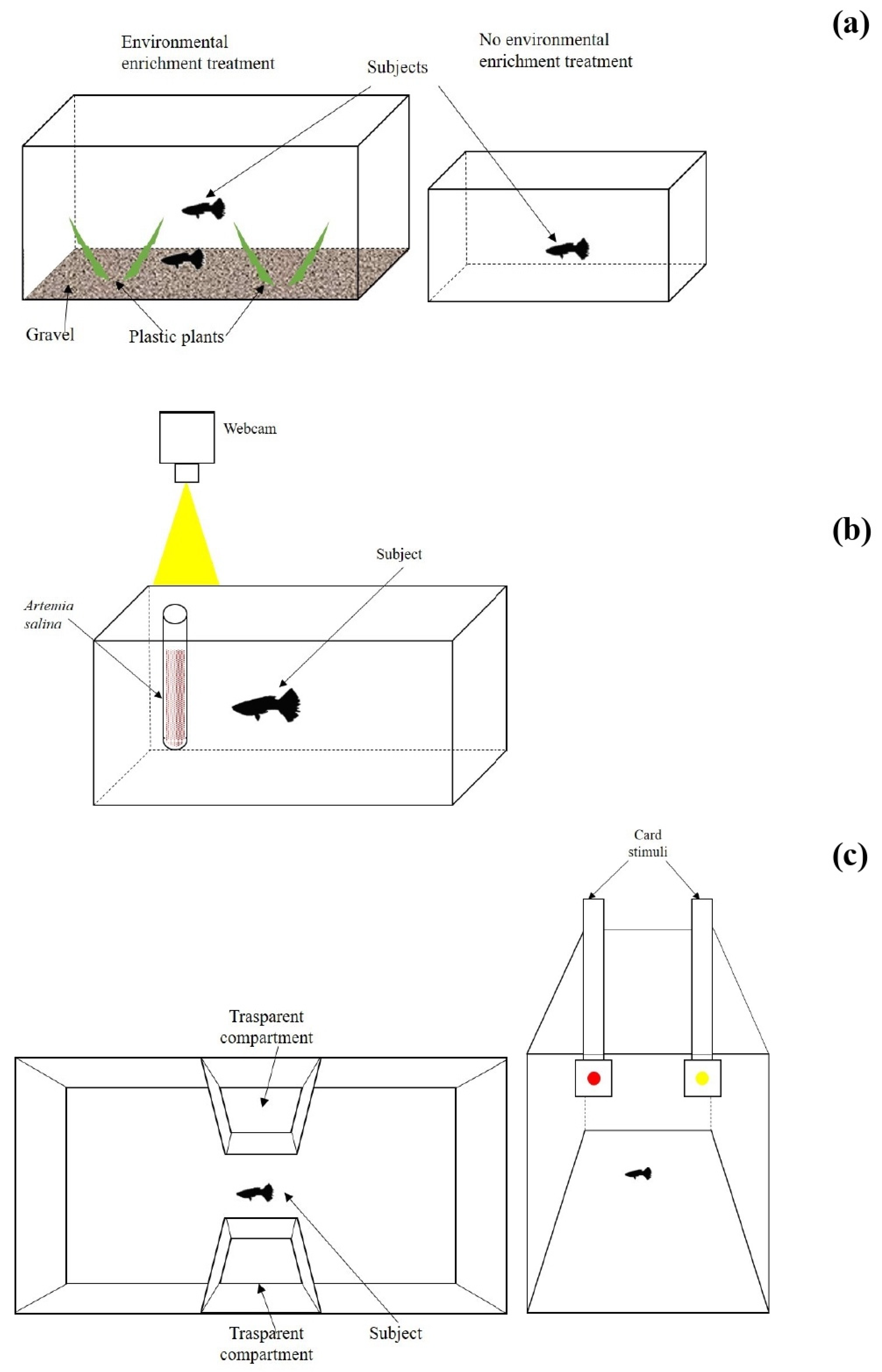 Biology 11 00064 g001 Biology 11 00064 g001