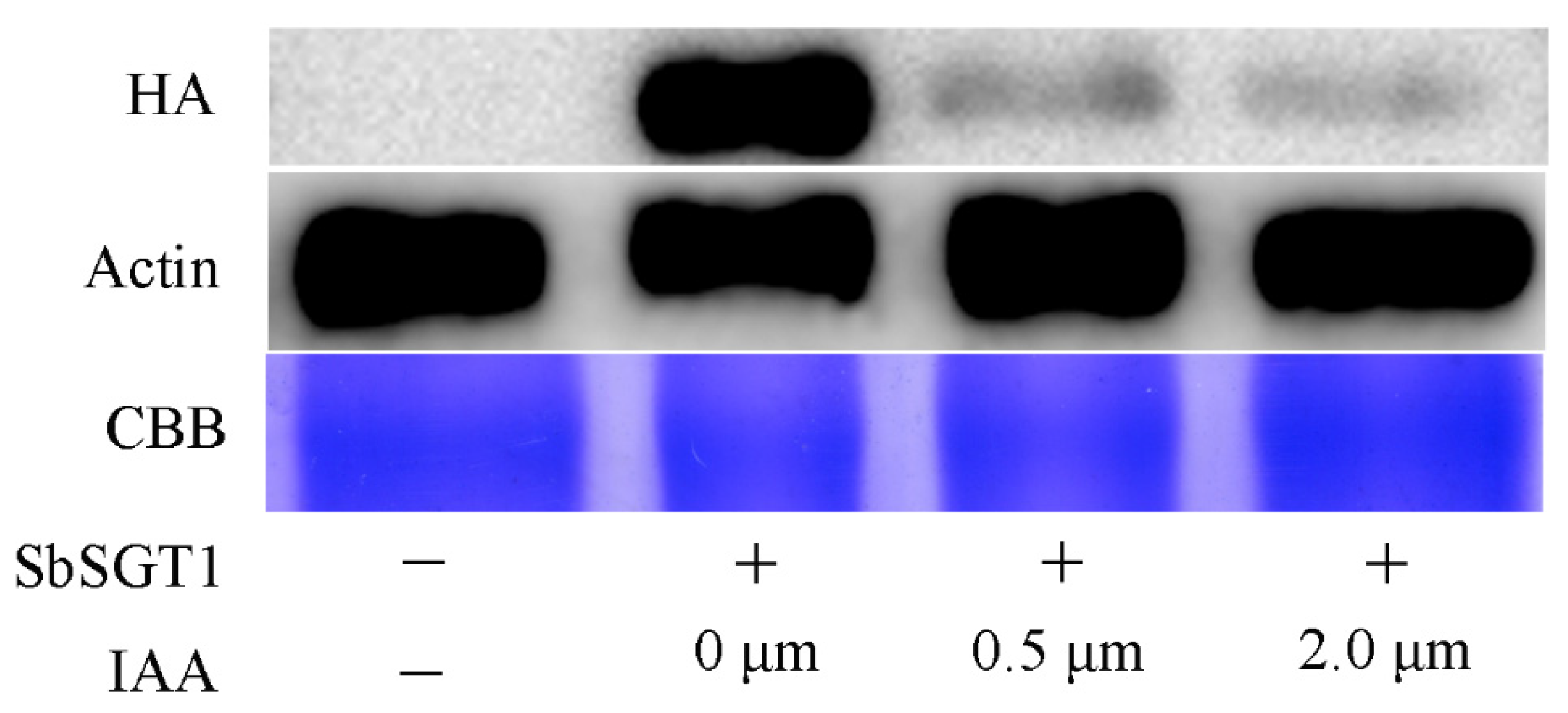 Biology 11 00067 g004 Biology 11 00067 g004