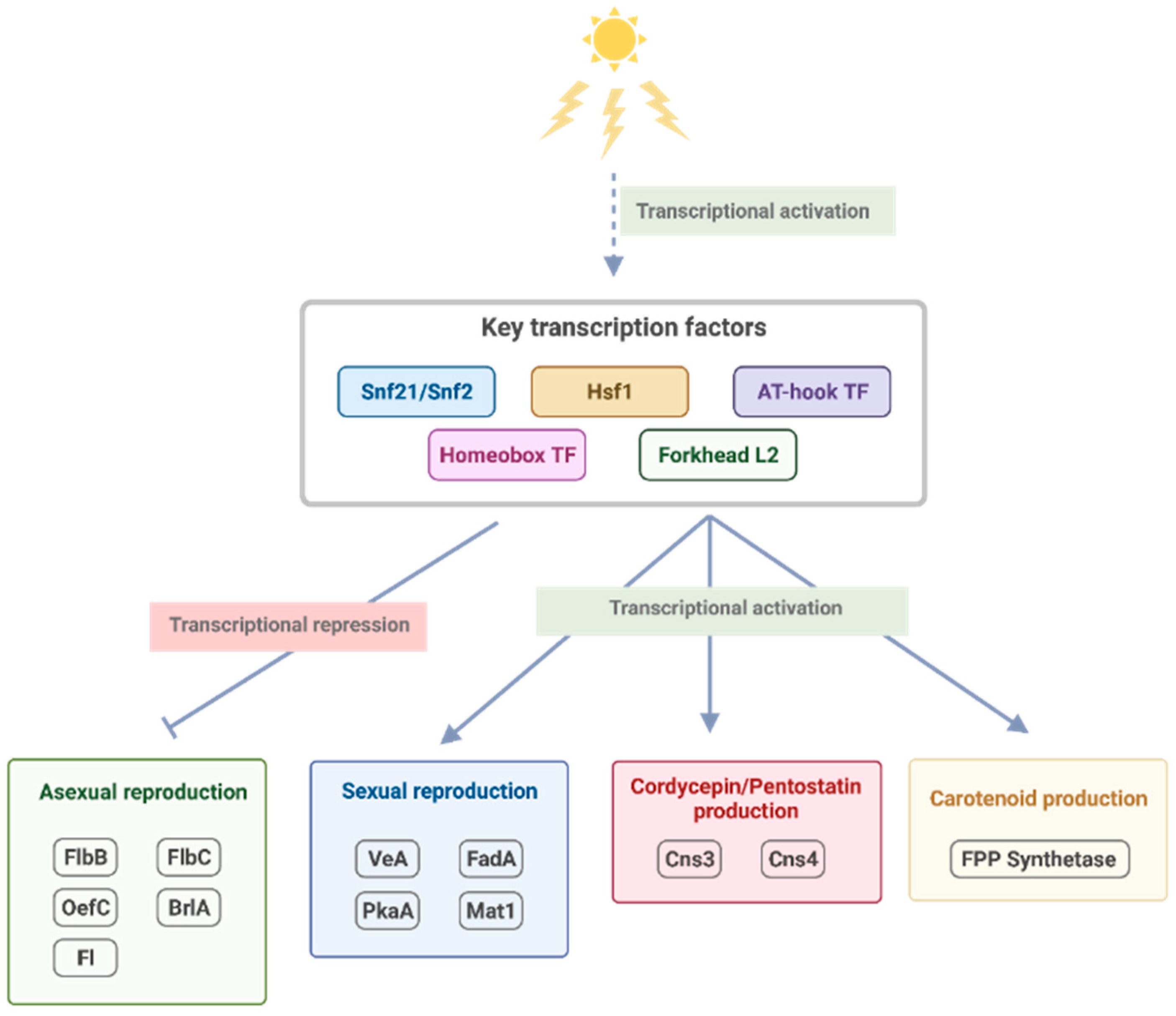 Biology 11 00071 g007