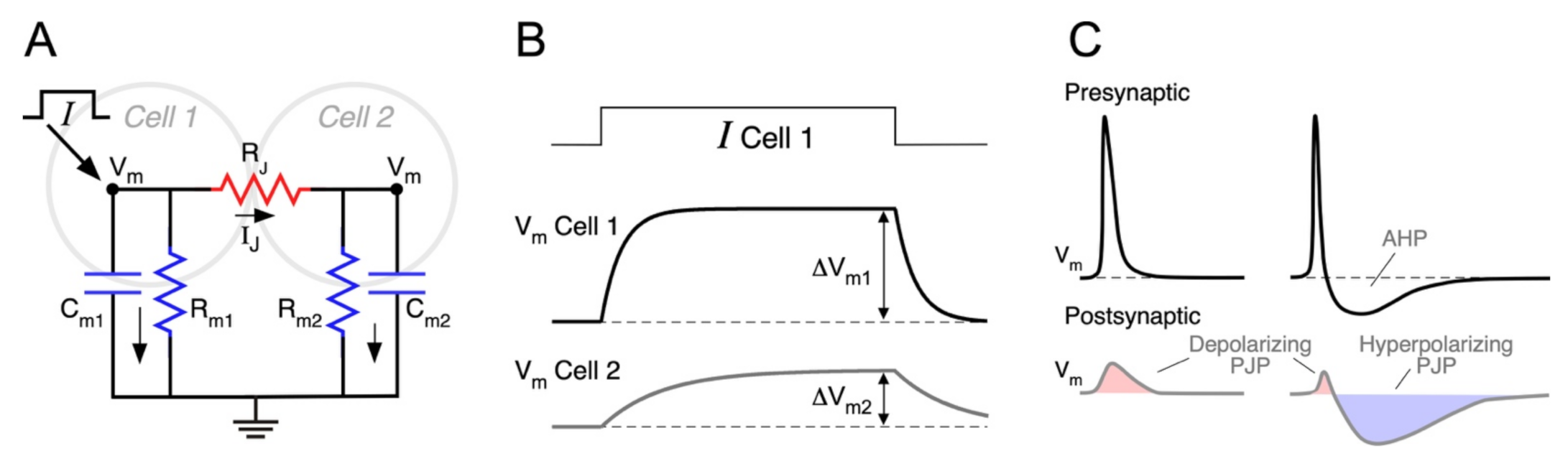 Electrical Synapse Diagram