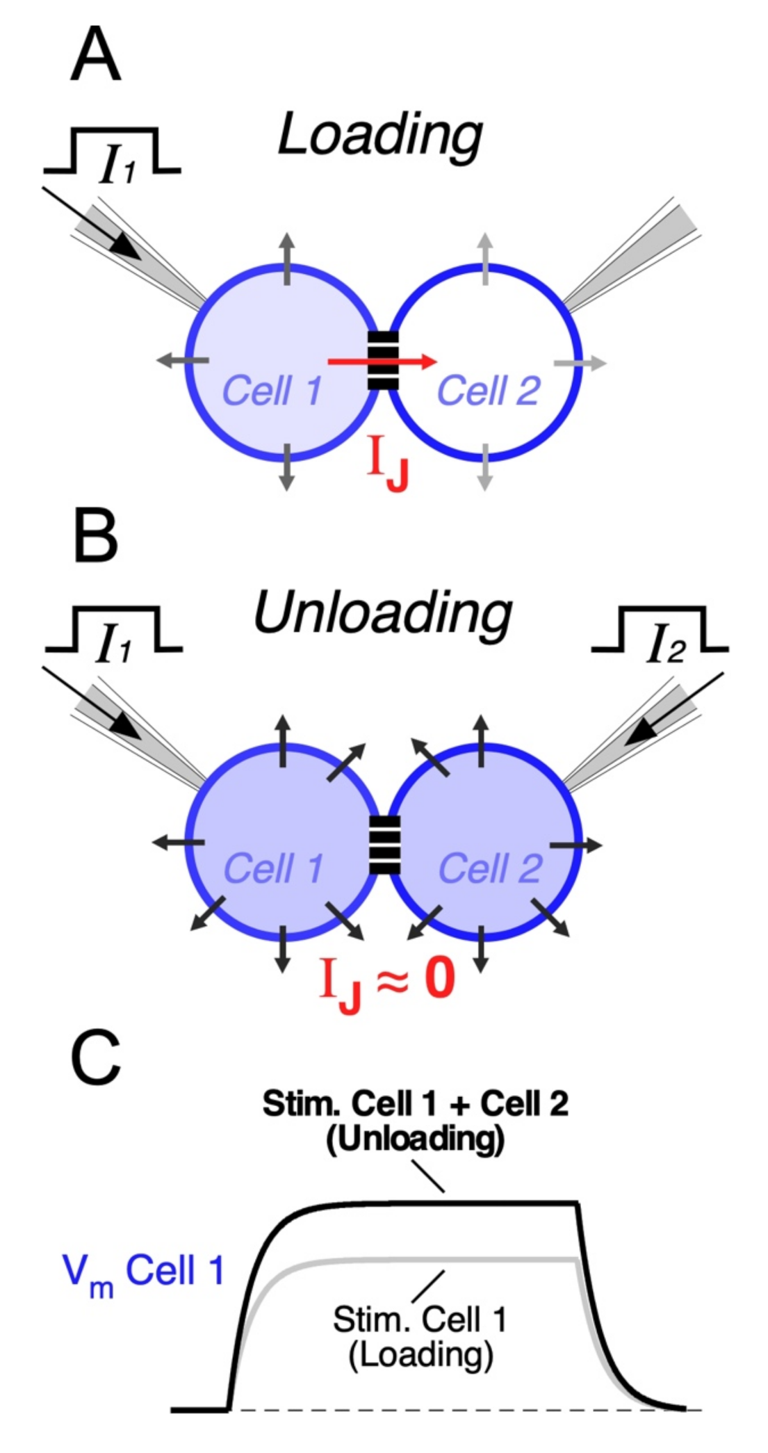 Biology 11 00081 g002 Biology 11 00081 g002