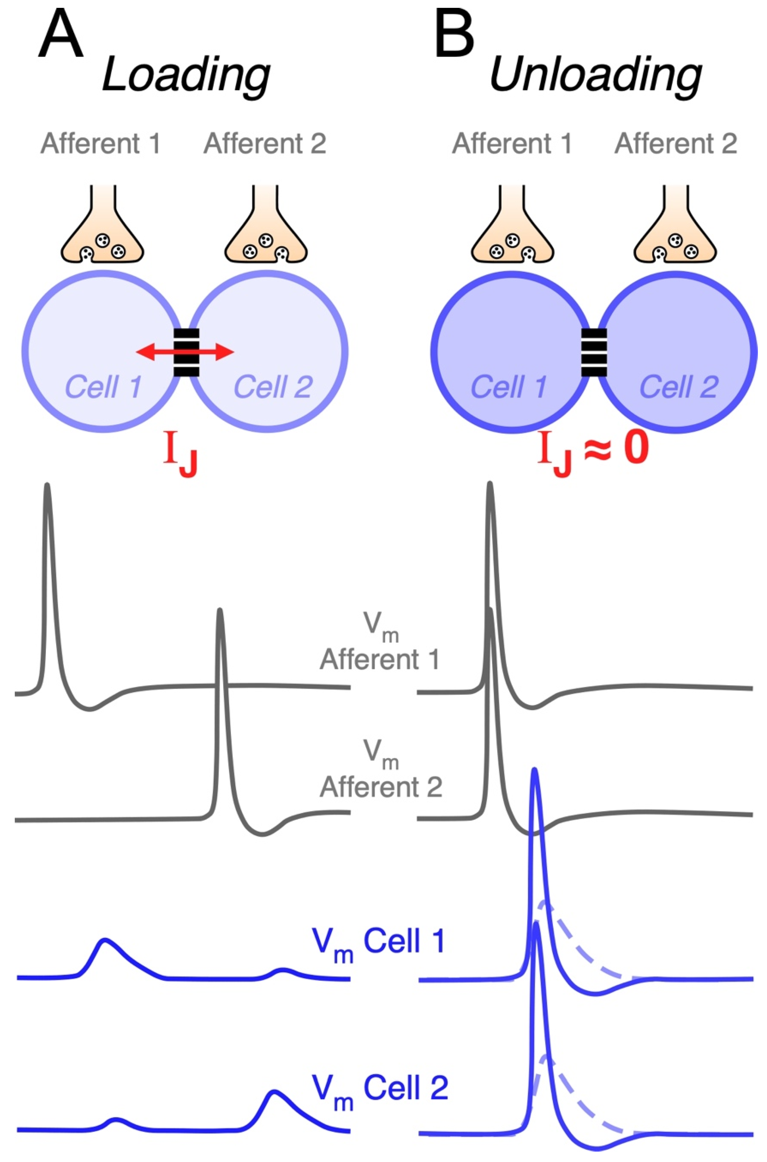 Electrical Synapse Diagram