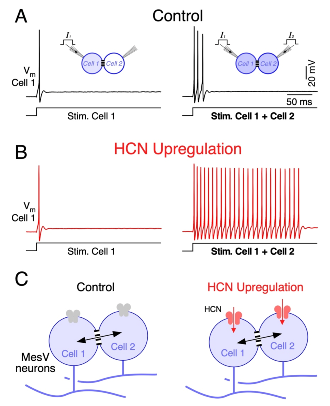 Biology 11 00081 g005 Biology 11 00081 g005