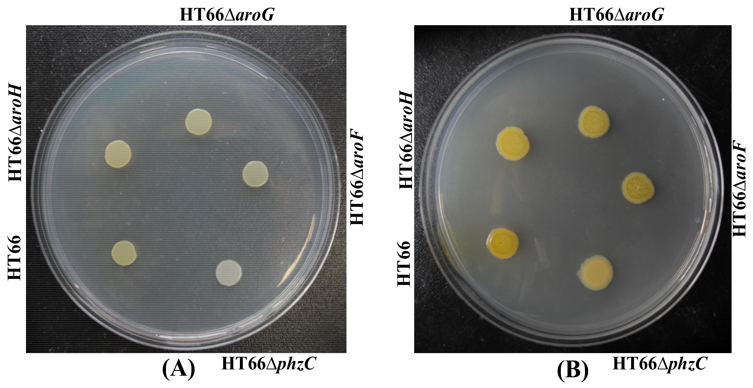 Biology 11 00086 g004 Biology 11 00086 g004