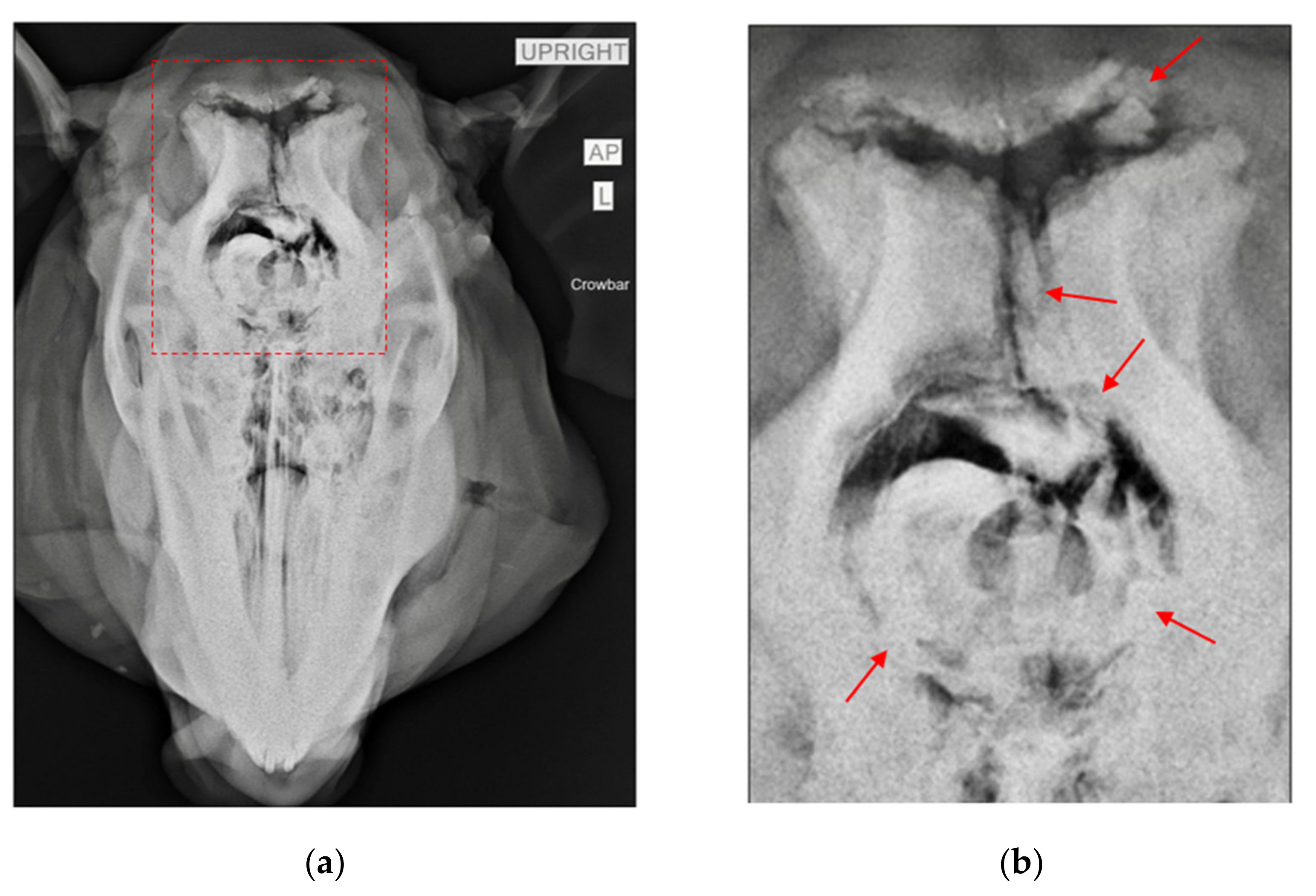 Biology 11 00087 g001 Biology 11 00087 g001