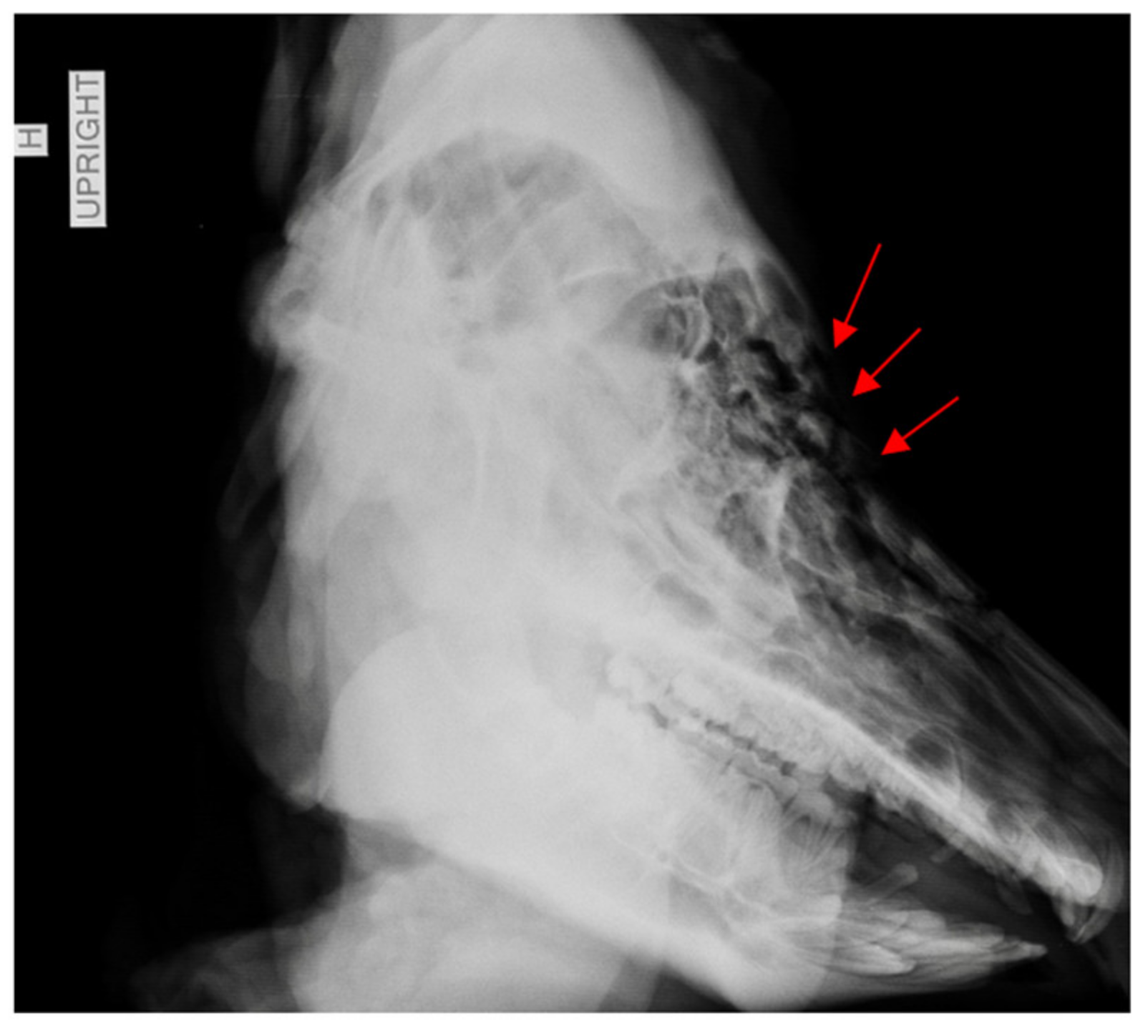 Biology 11 00087 g004 Biology 11 00087 g004