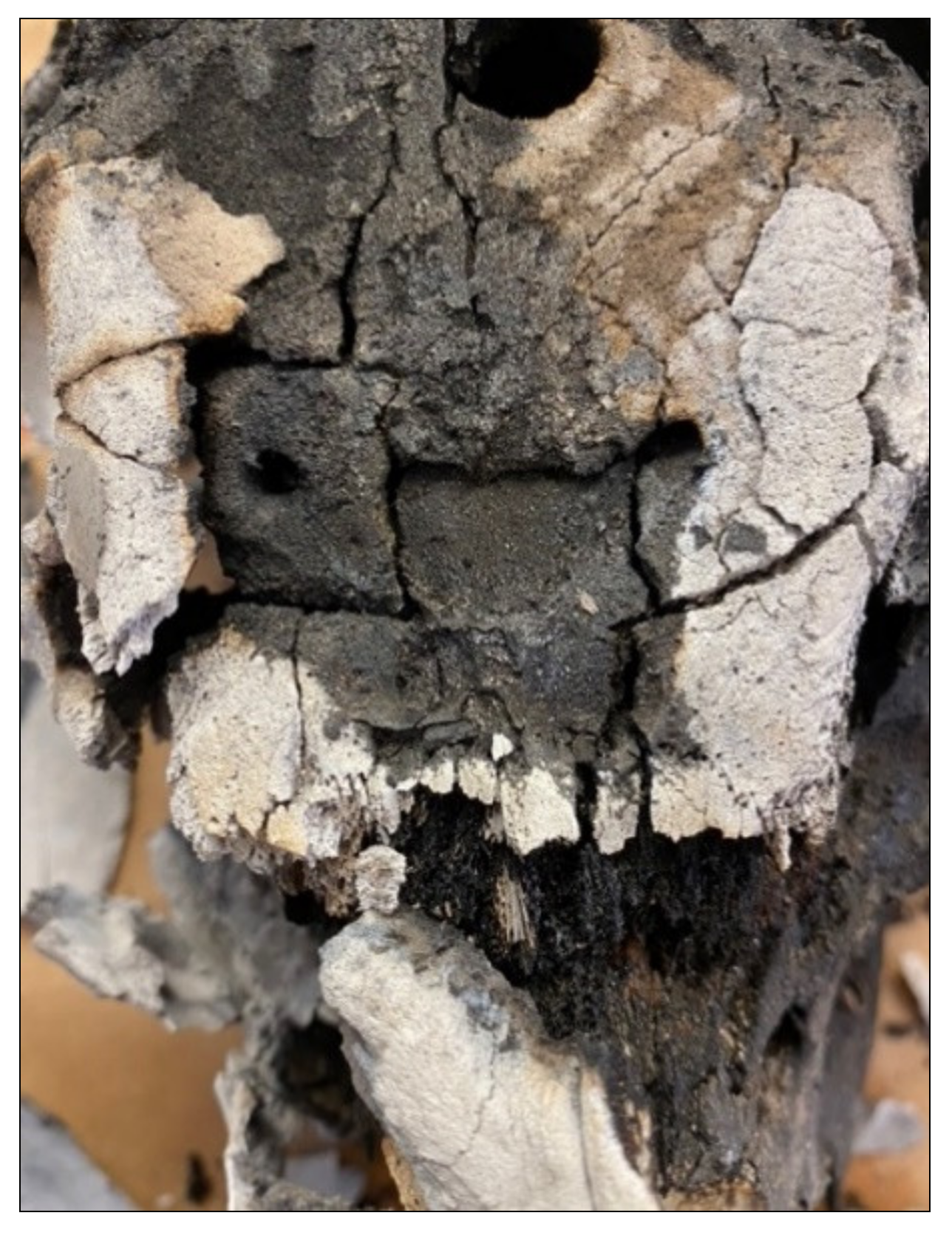 Biology 11 00087 g005 Biology 11 00087 g005