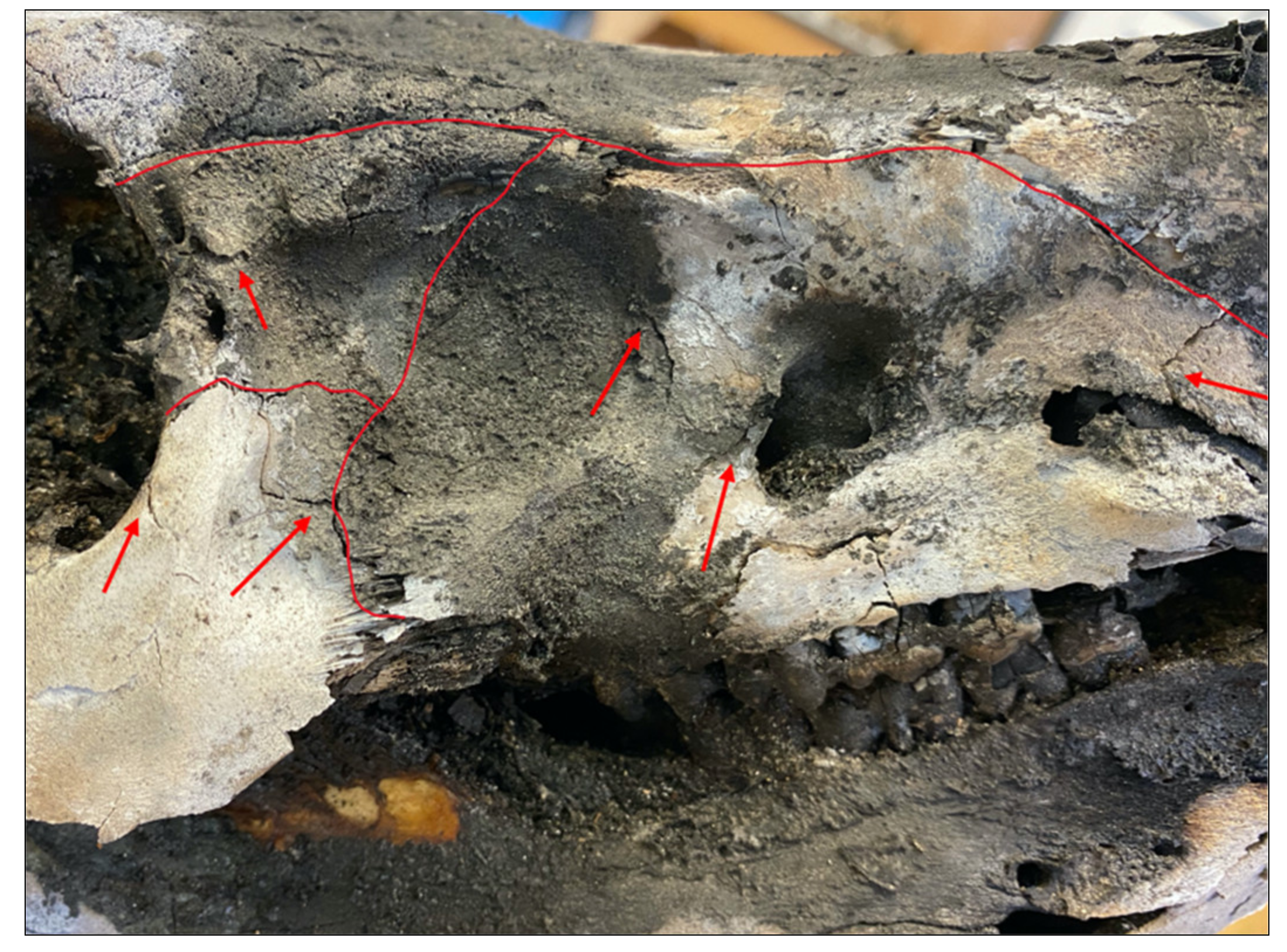 Biology 11 00087 g007 Biology 11 00087 g007