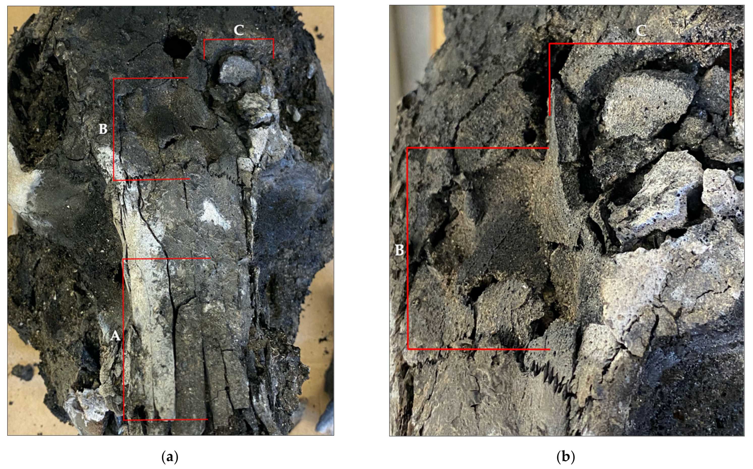 Biology 11 00087 g008 Biology 11 00087 g008