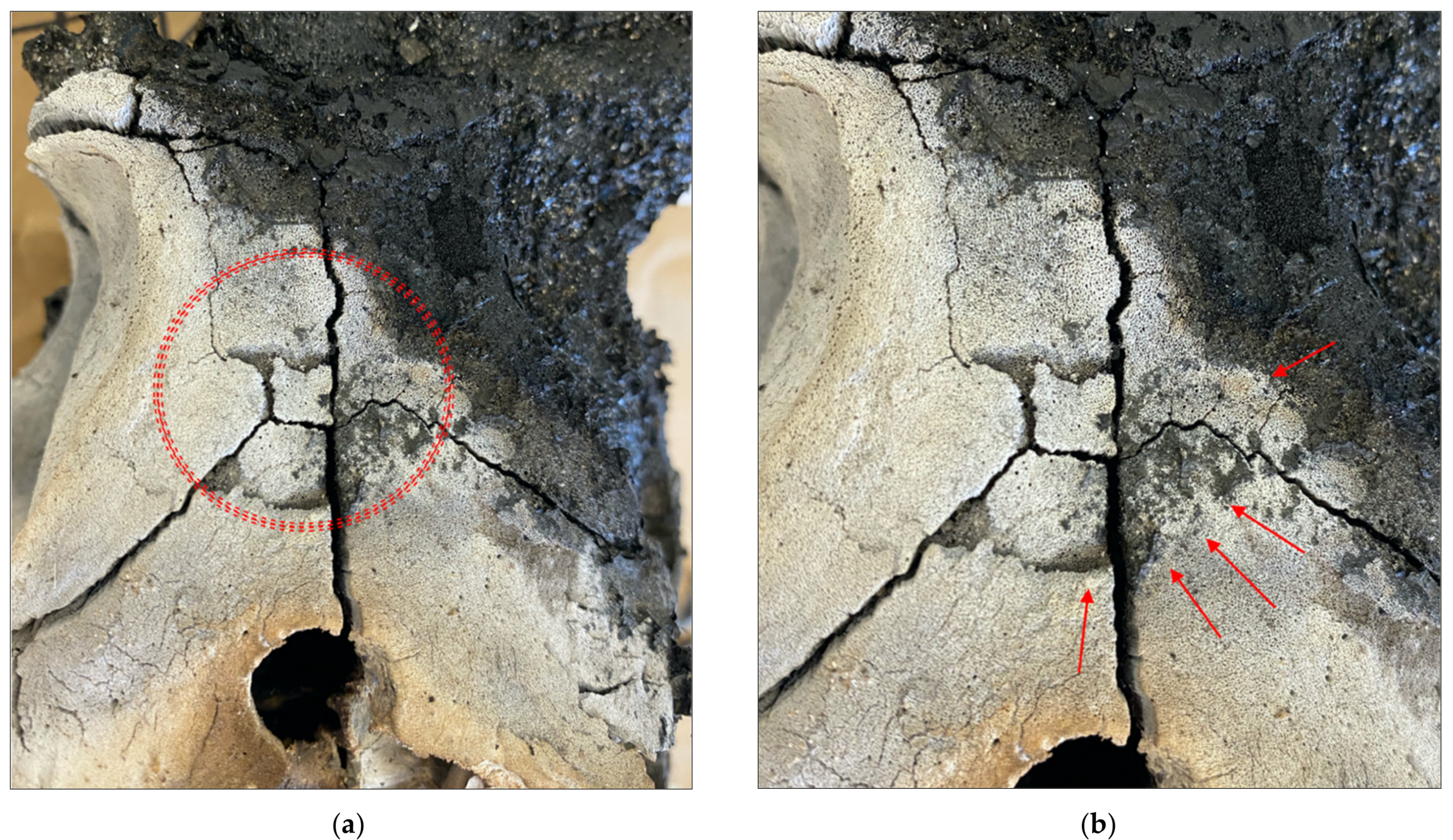 Biology 11 00087 g009 Biology 11 00087 g009