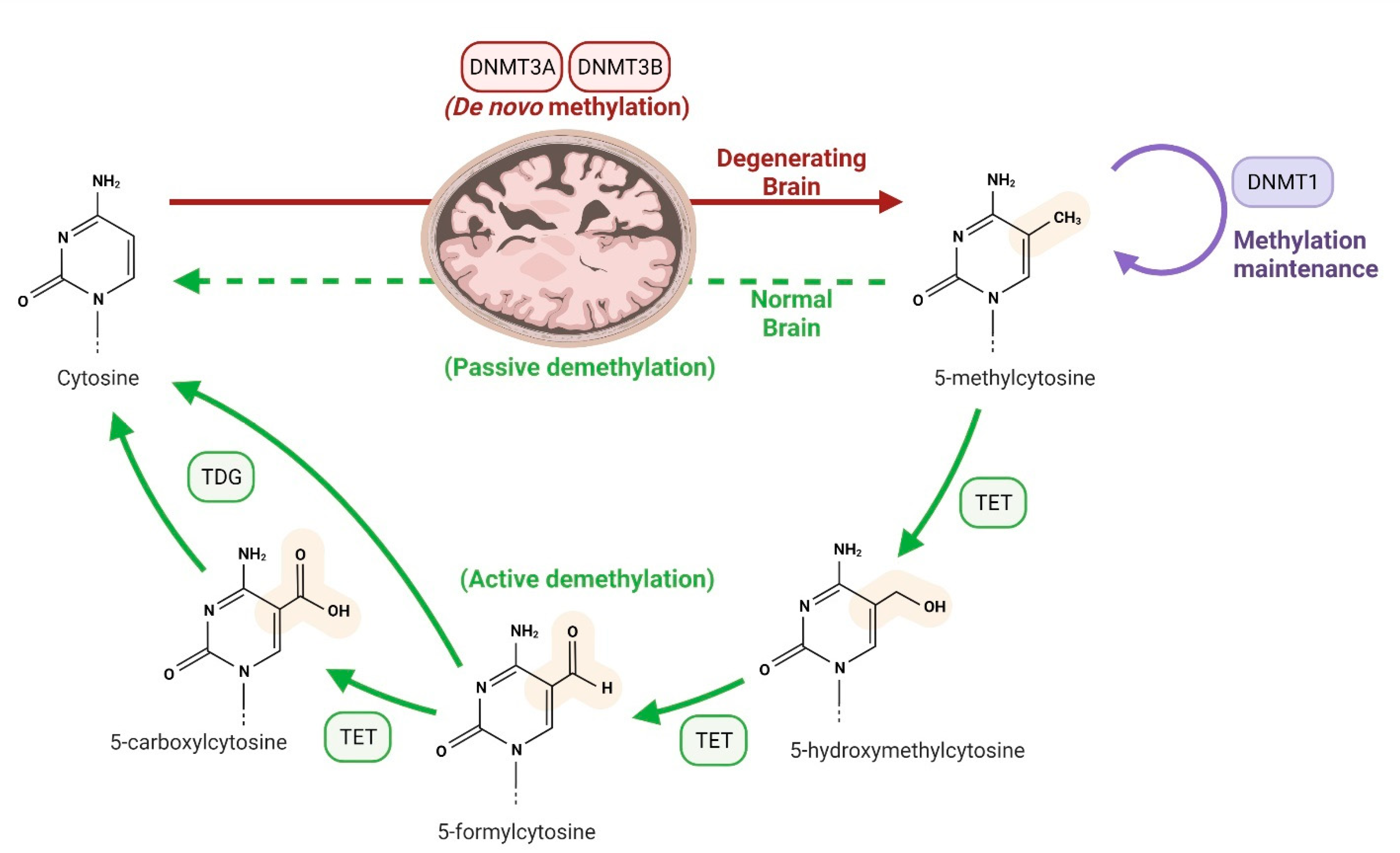DNA Methylation A Promising Approach in Biology Diagrams