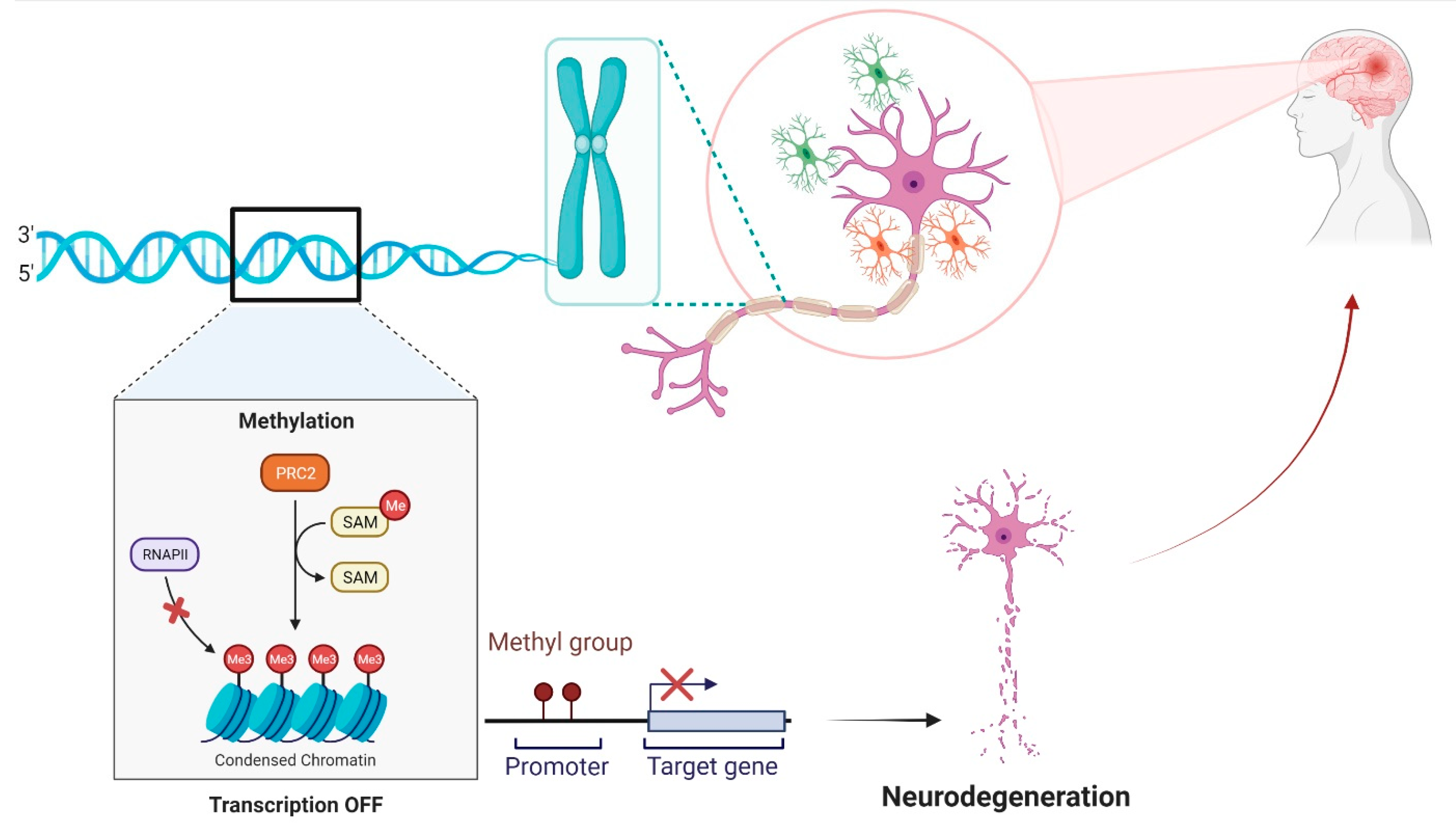 Biology 11 00090 g002