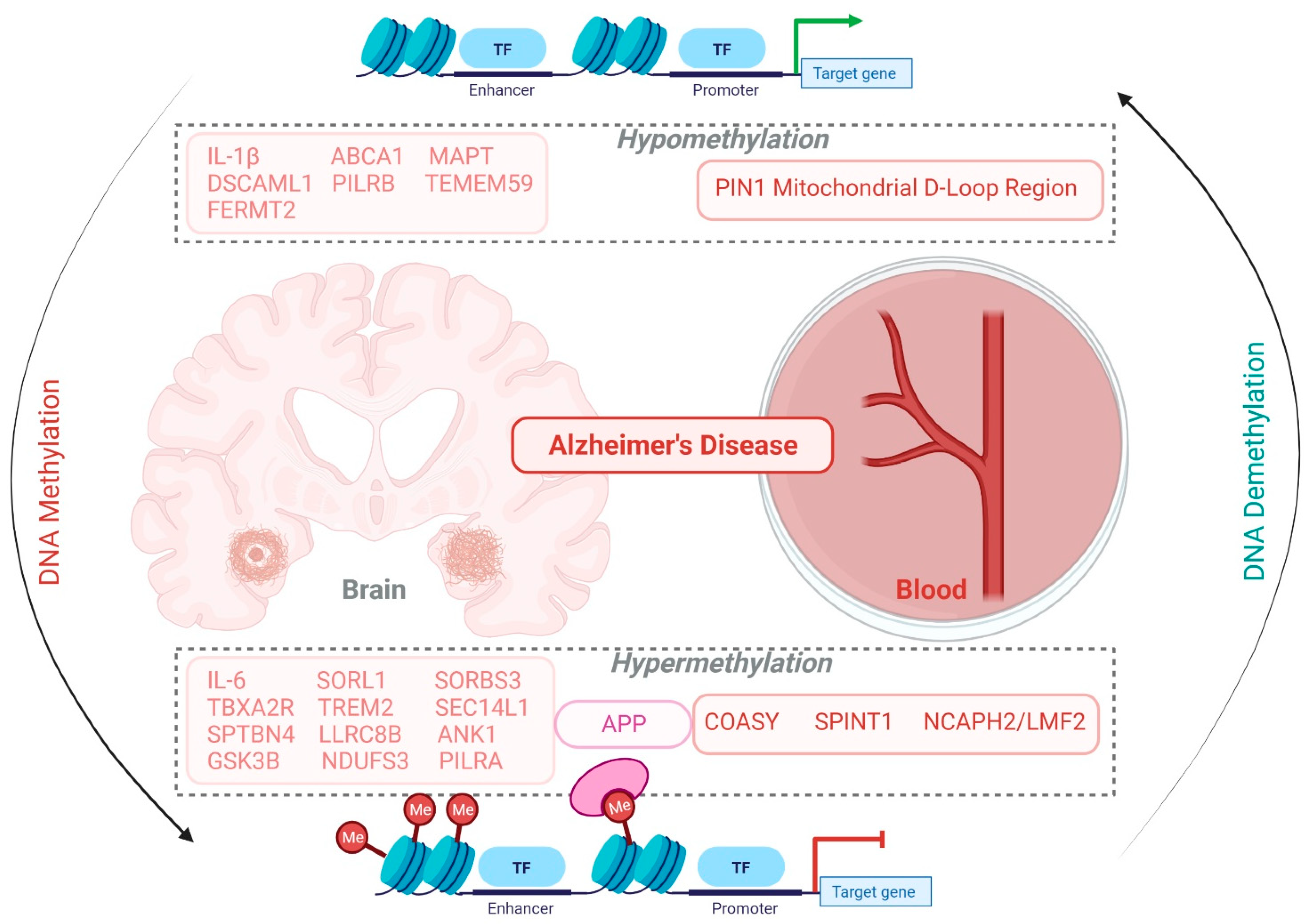 Biology 11 00090 g003
